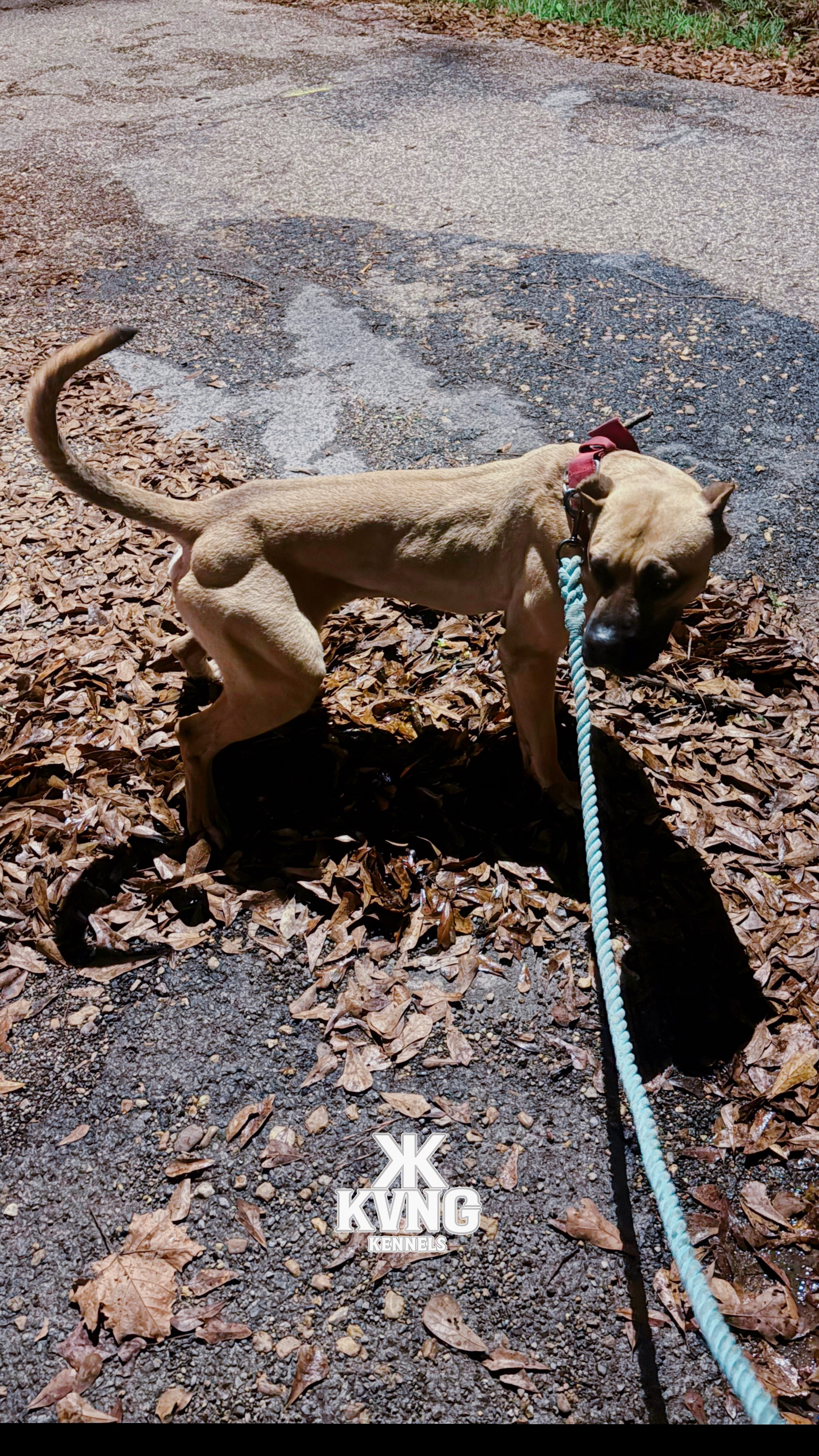 @KVNG KENNELS