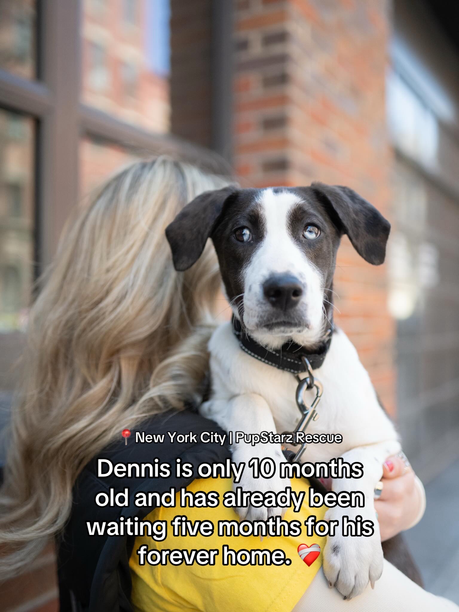 @Adopt a Pet