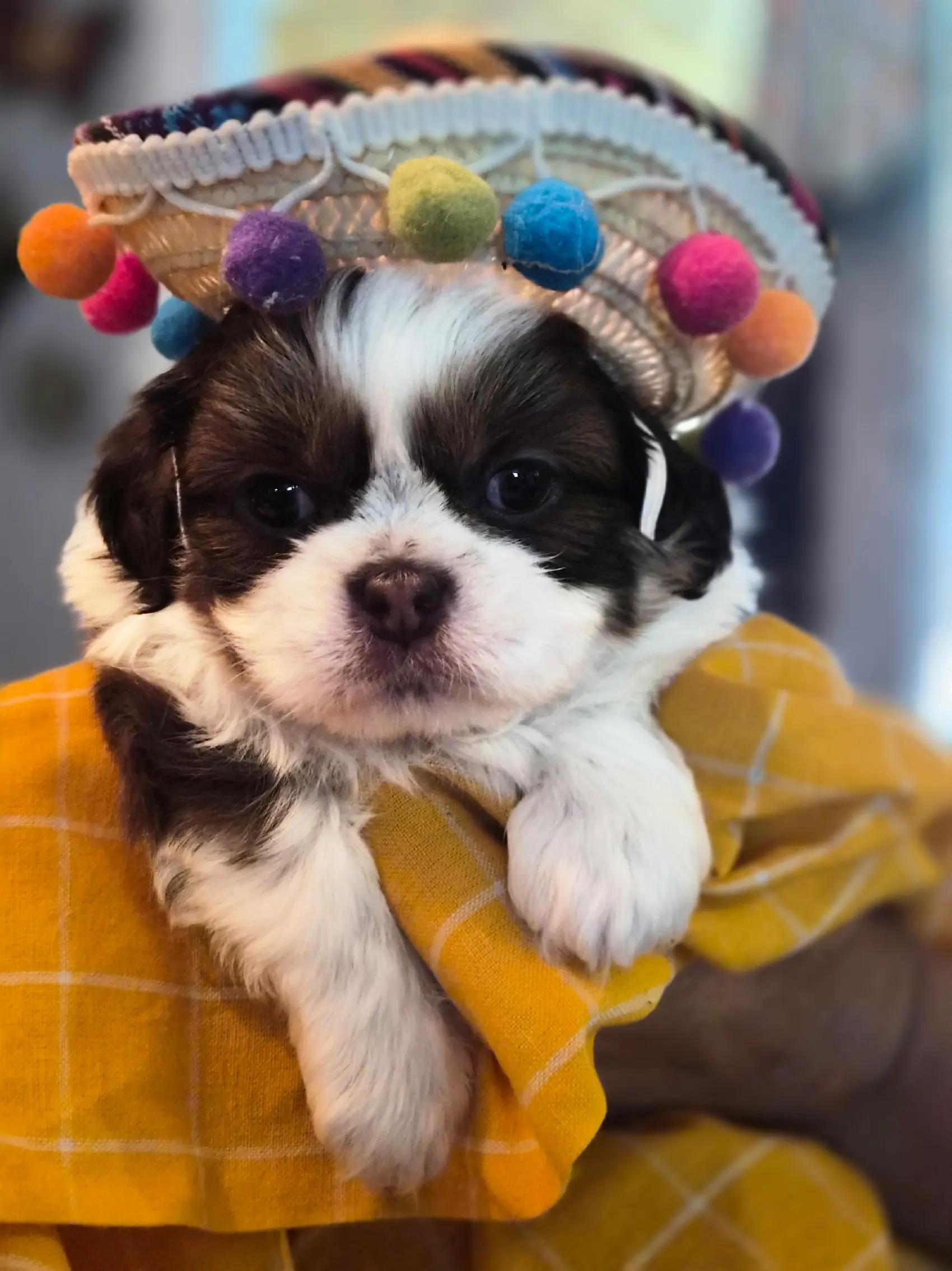 @Barb's Precious Pups