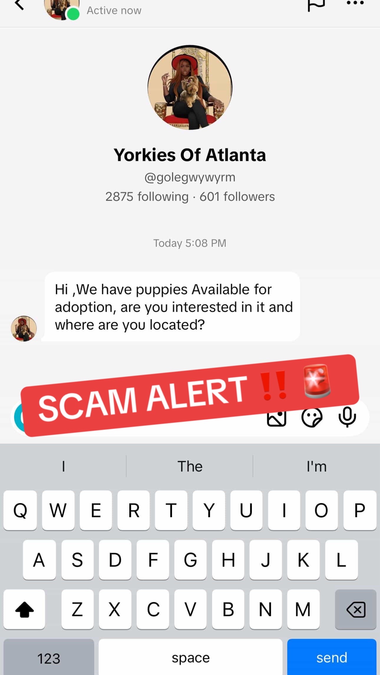 @Yorkies Of Atlanta