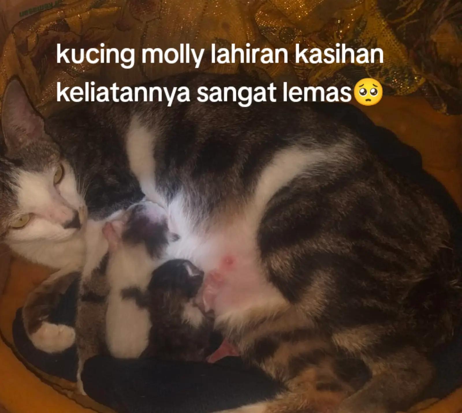 @Lina herlina