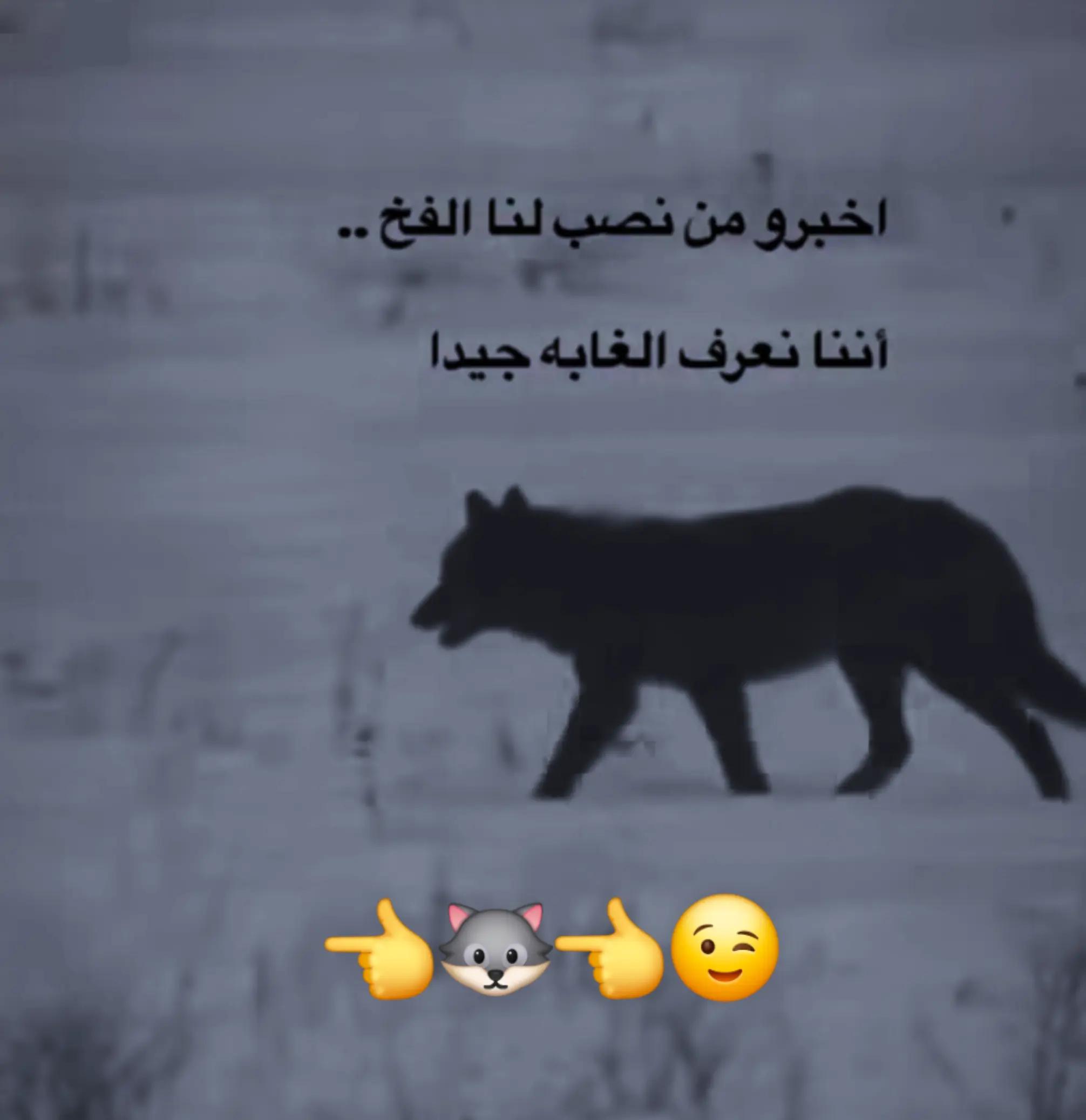 @🐺Wolf🇦🇱