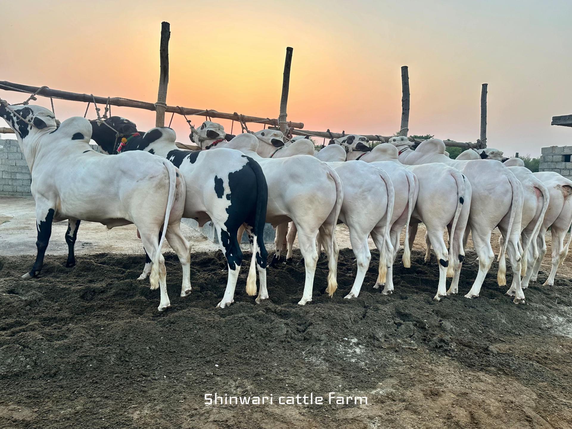 @Shinwari Cattle Farm