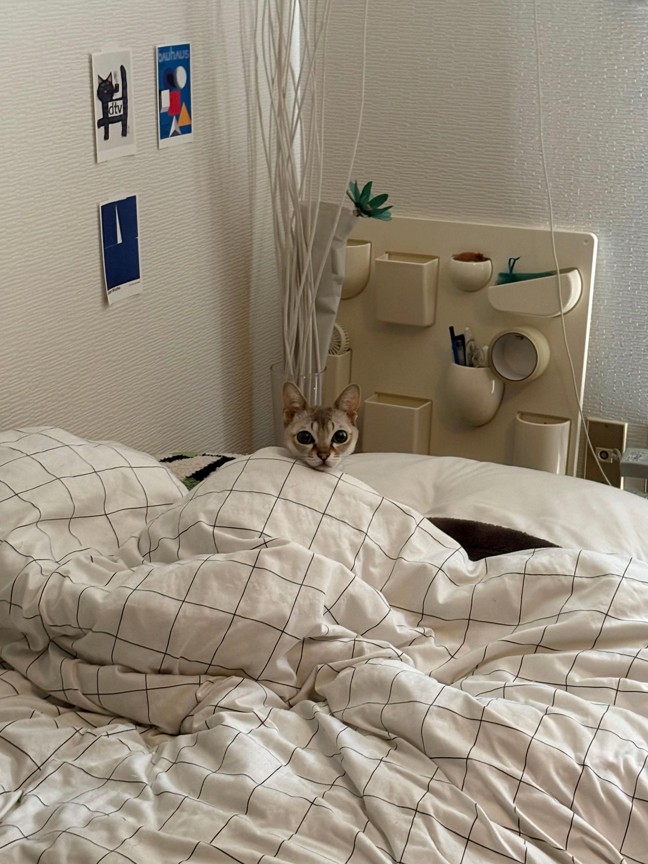 @明日海