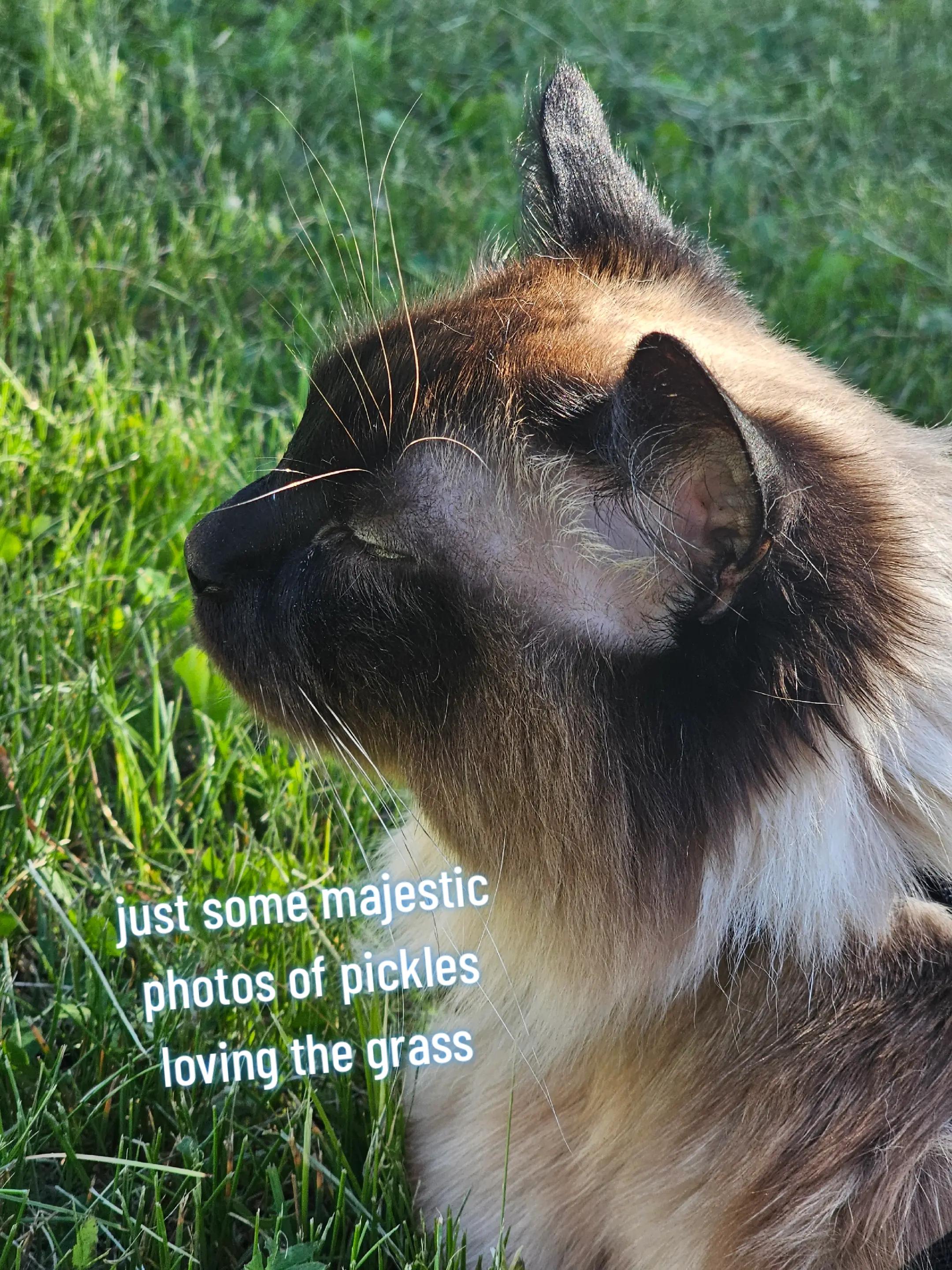 @PicklesTheCat2
