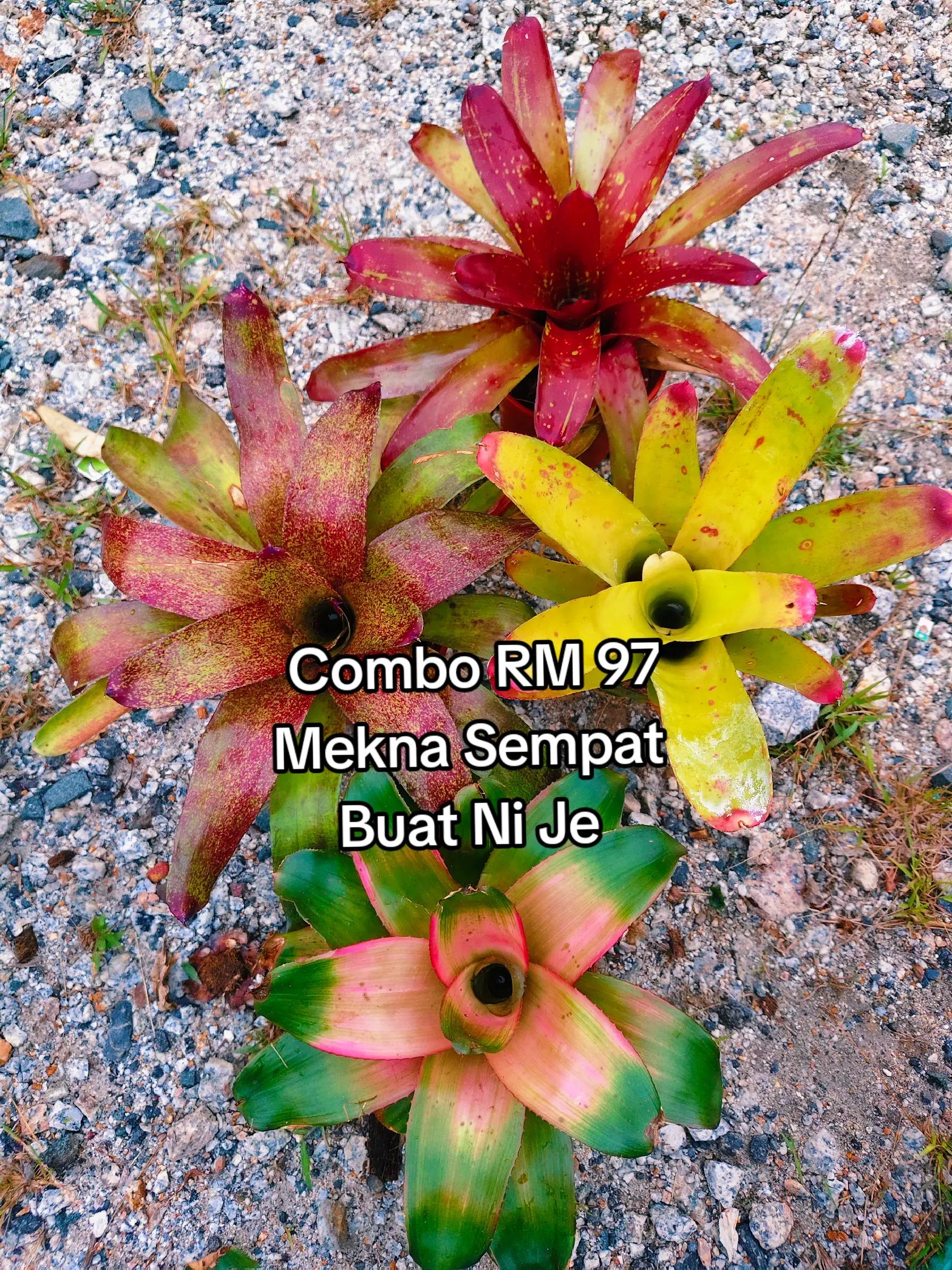 @MEKNA Garden