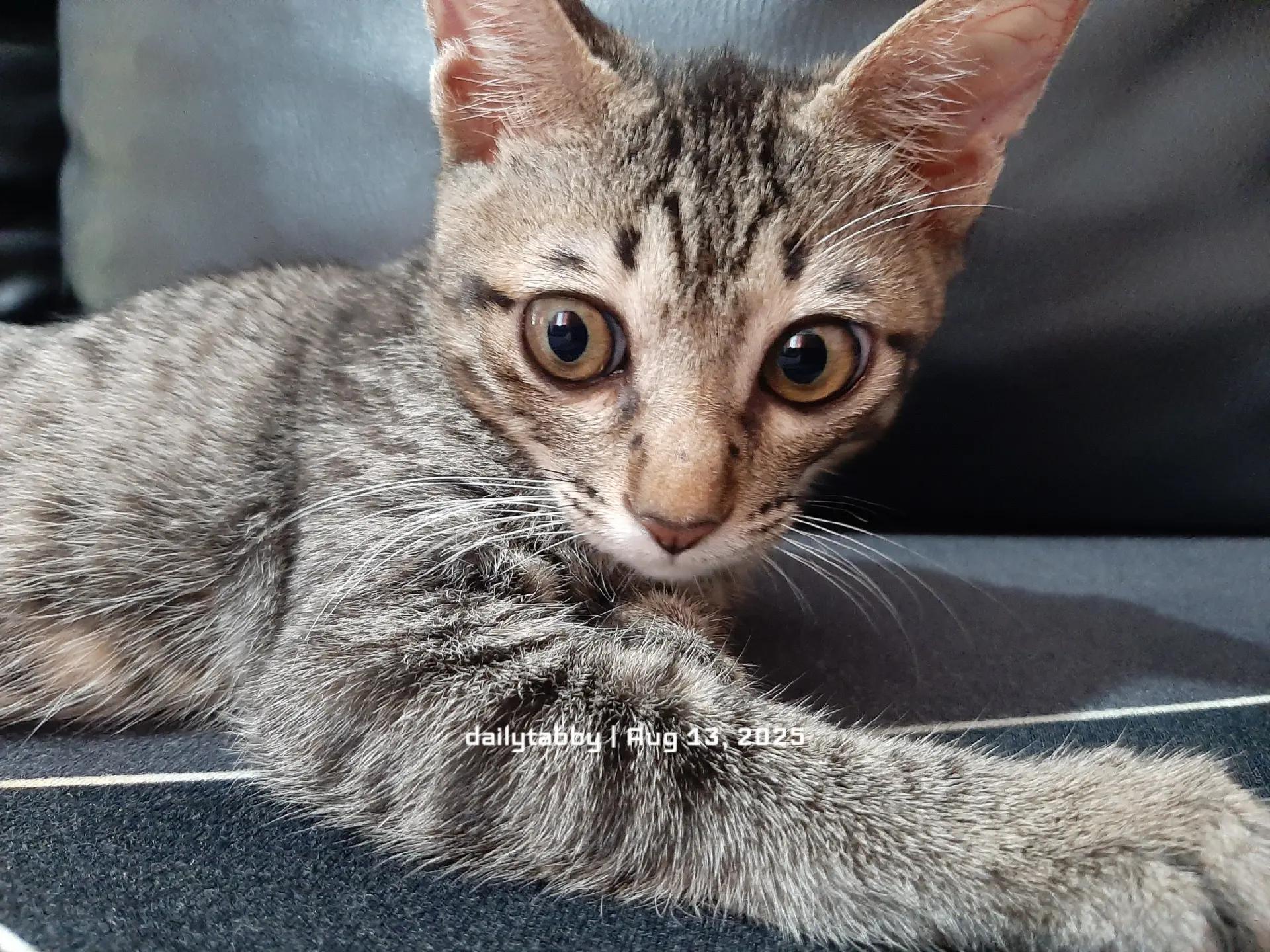@nikka_mei | dailytabby