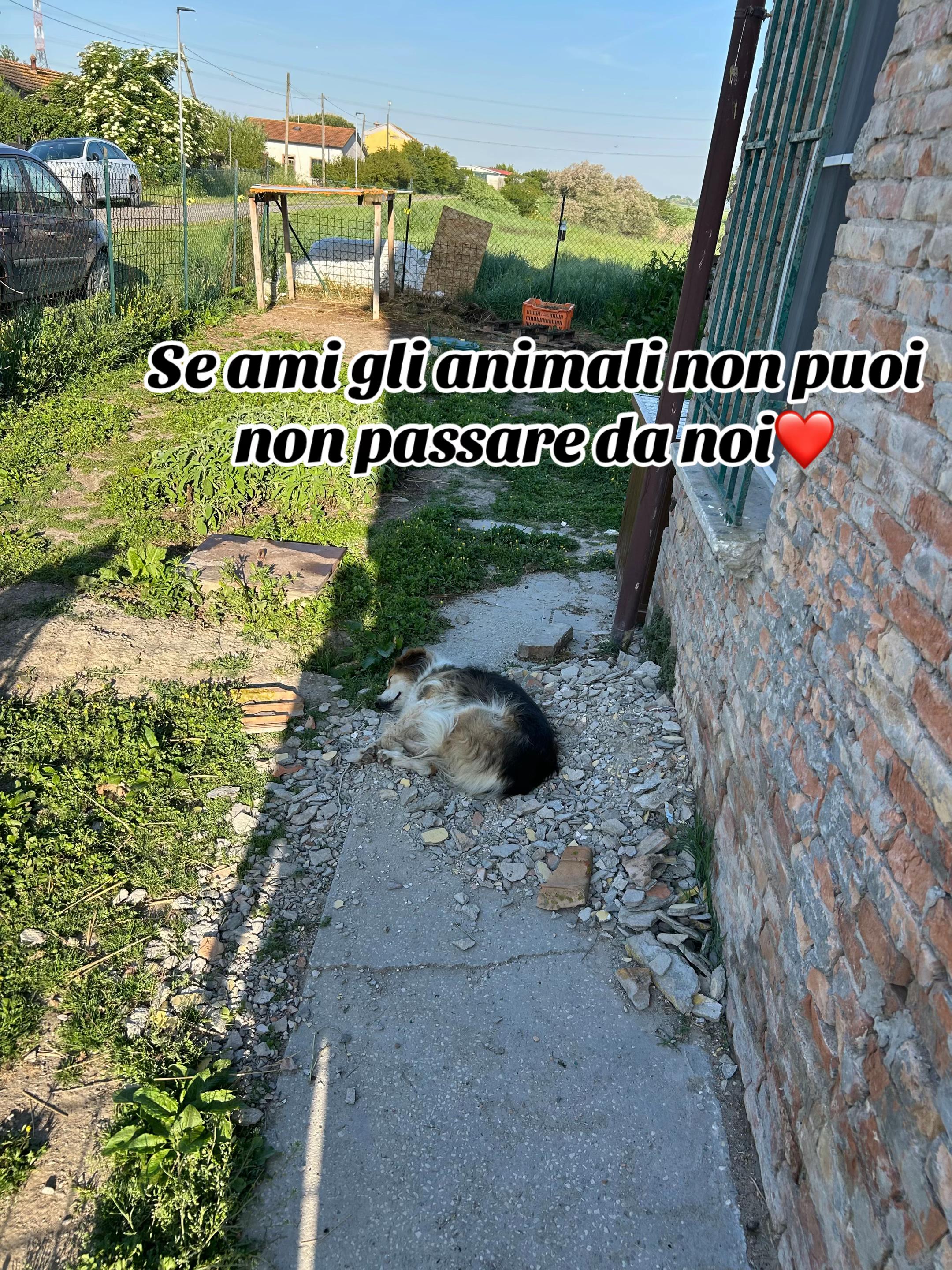 @Passione animali ❤️