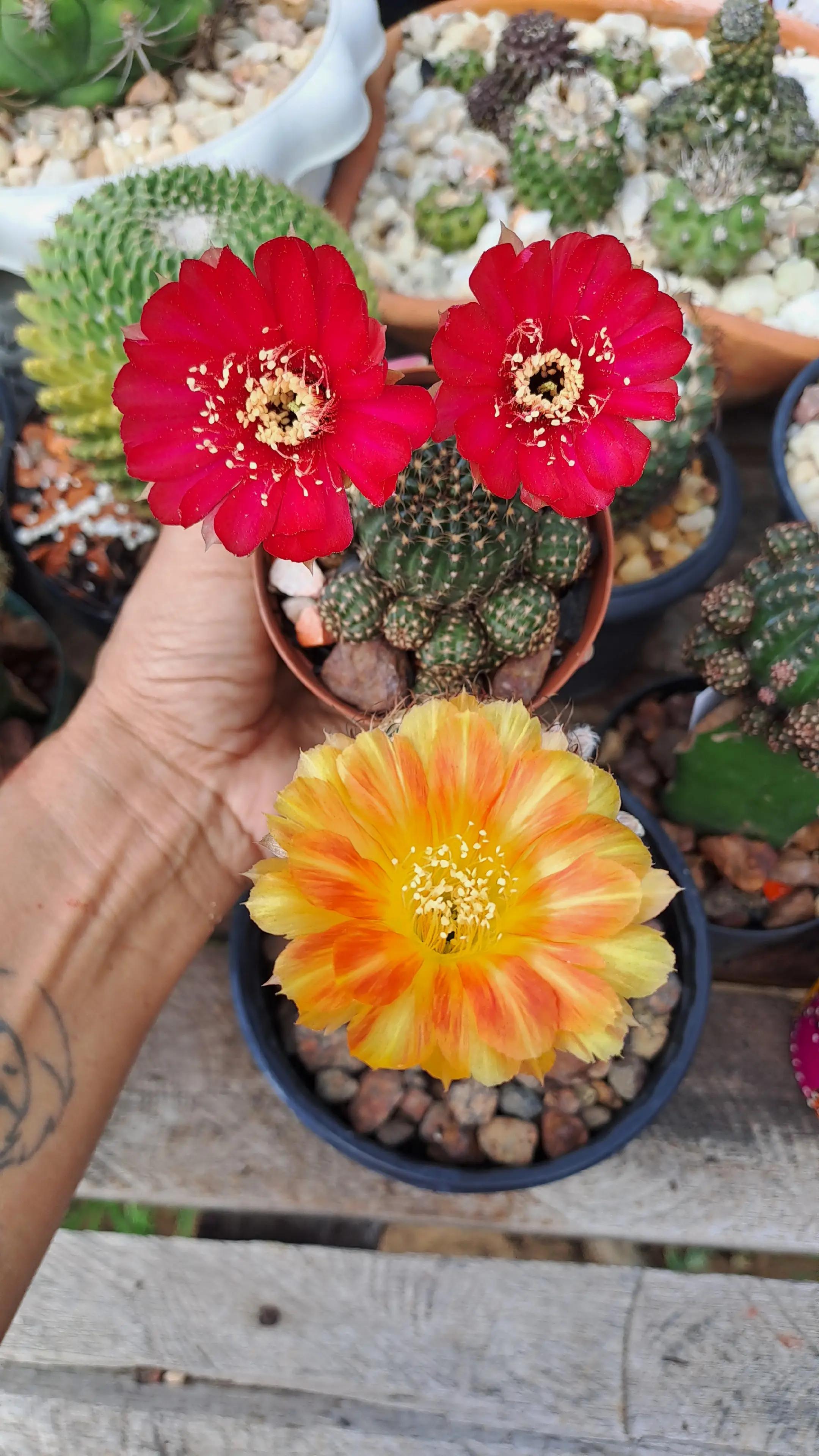 @Val Brito🌻✍️
