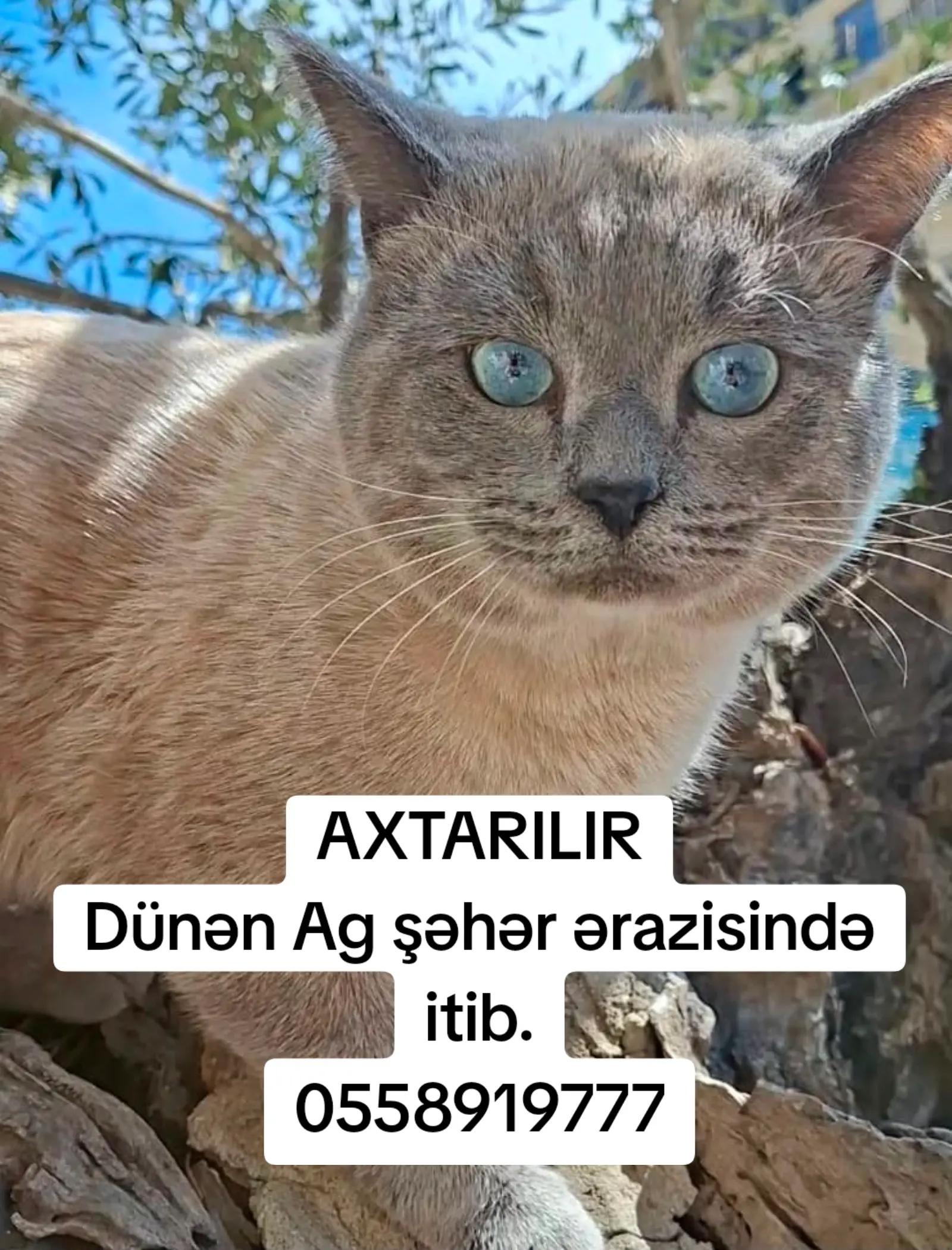@G&uuml;nay_dadashova_77