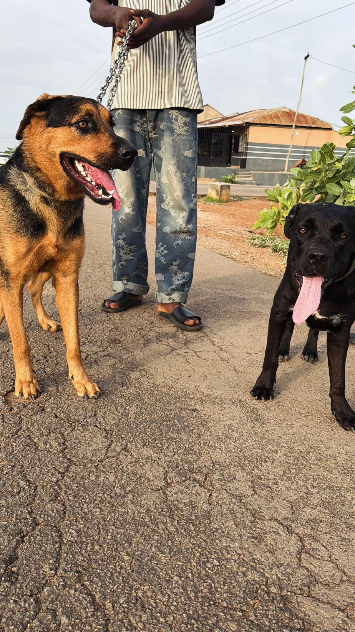 @Nala & Eshe 🦴🐶