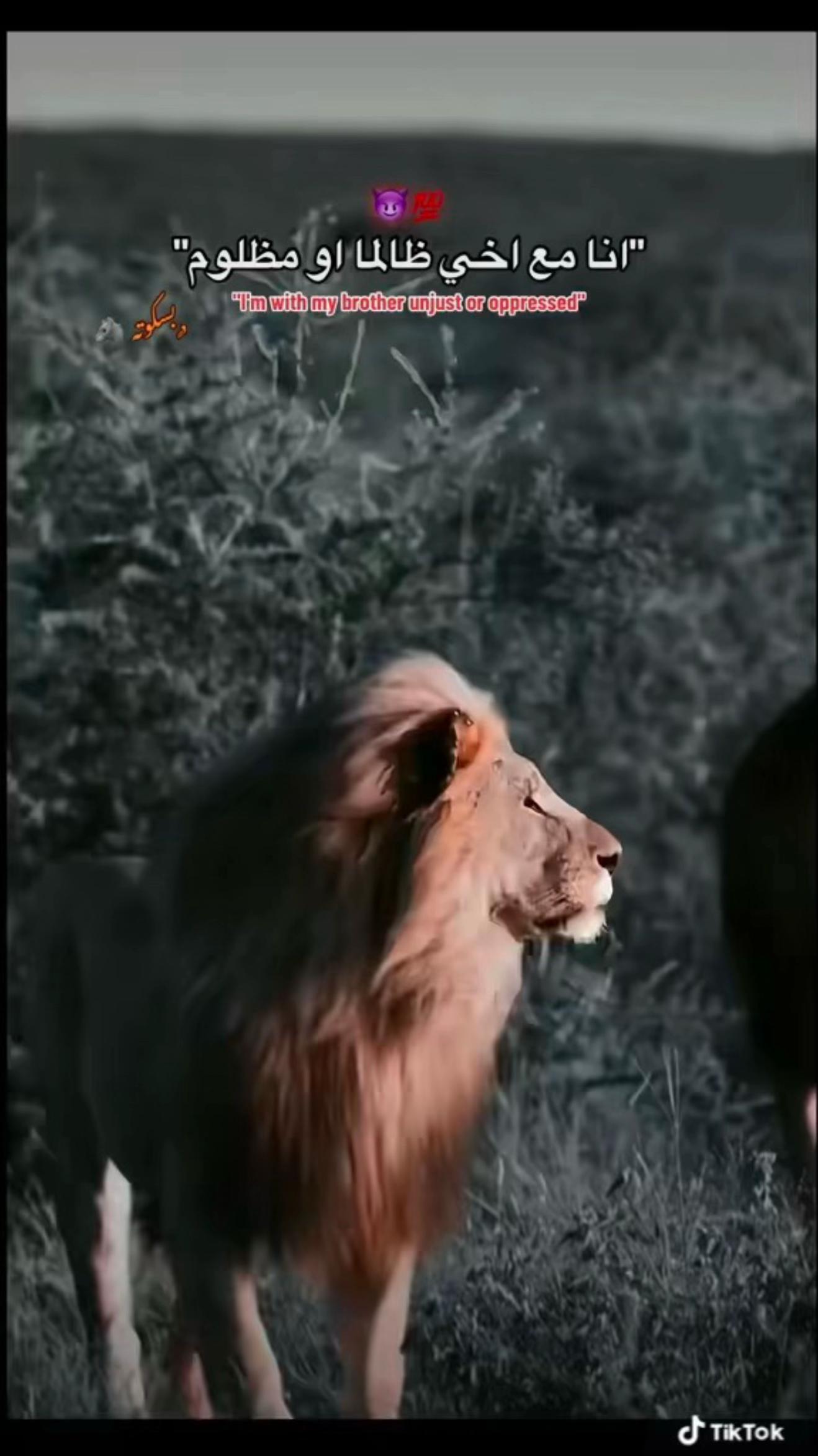 @Omar roshdy || عمر رشدي🤴🏻
