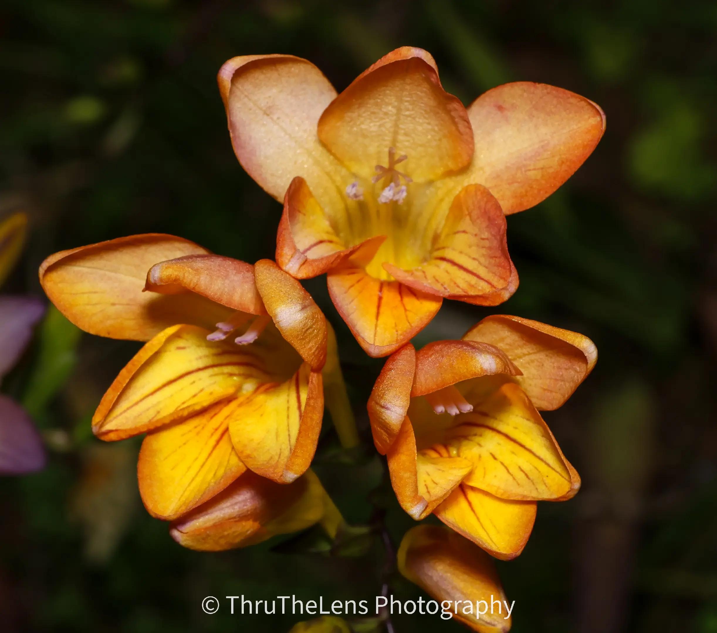 @ThruTheLens Photography