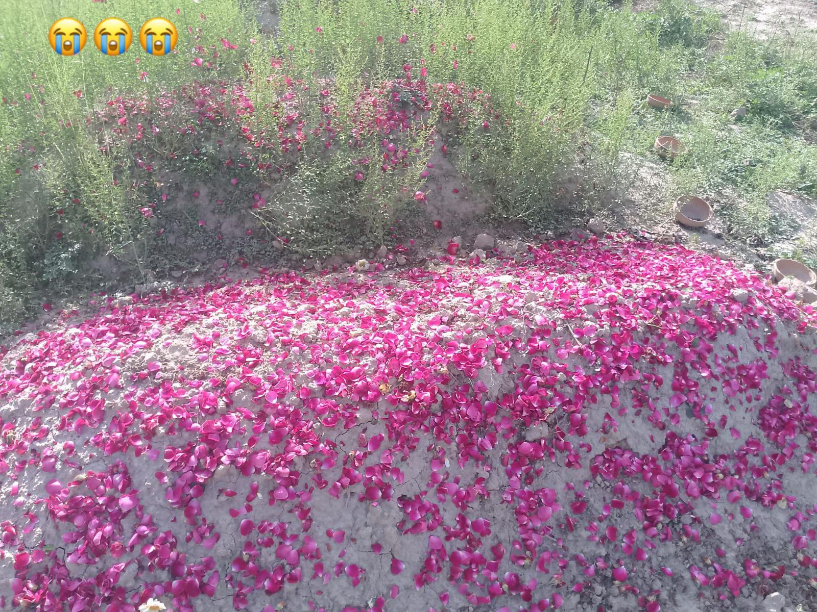 @CH__Ahmad ⚜️