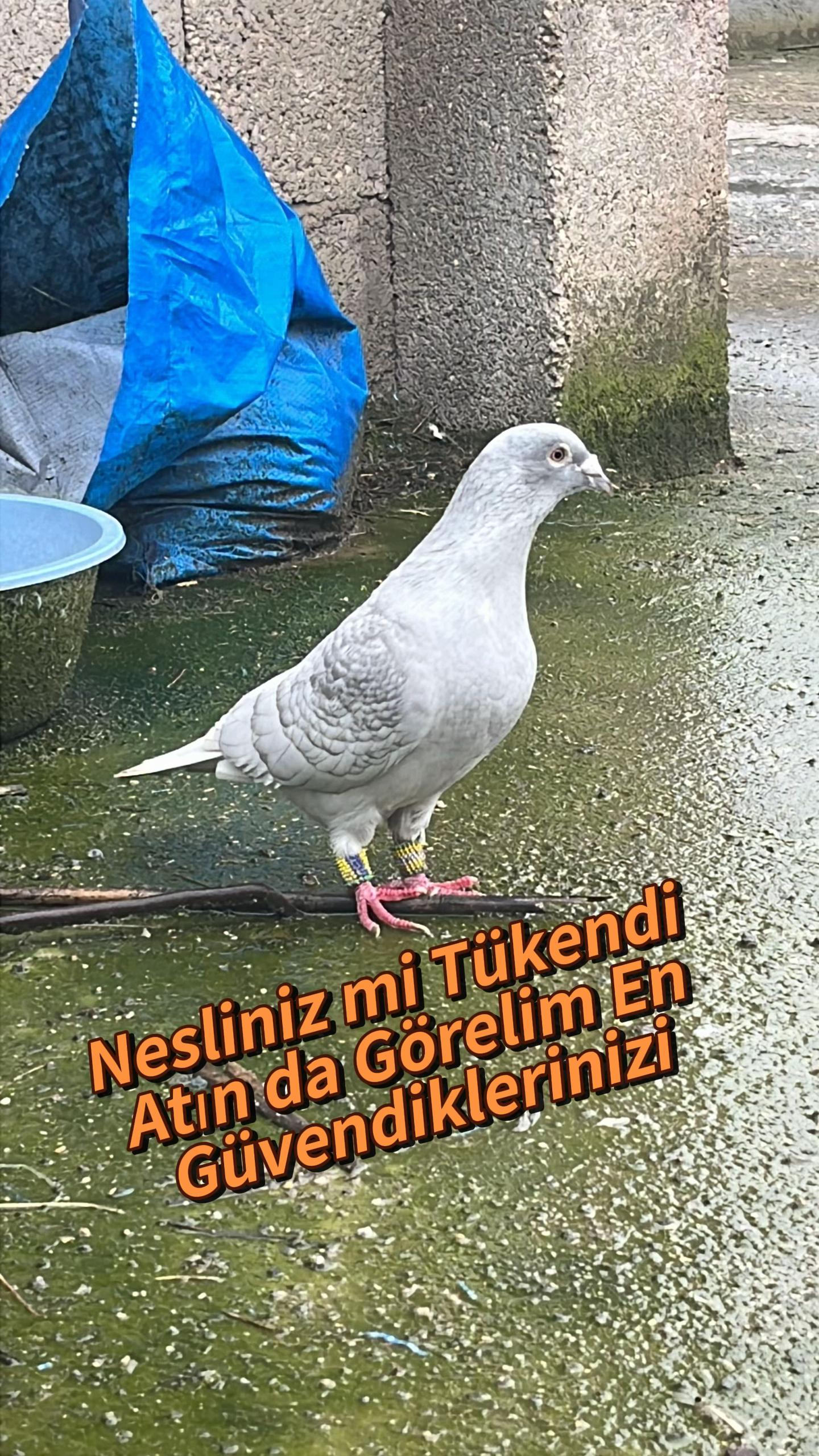 @başkoo♻️