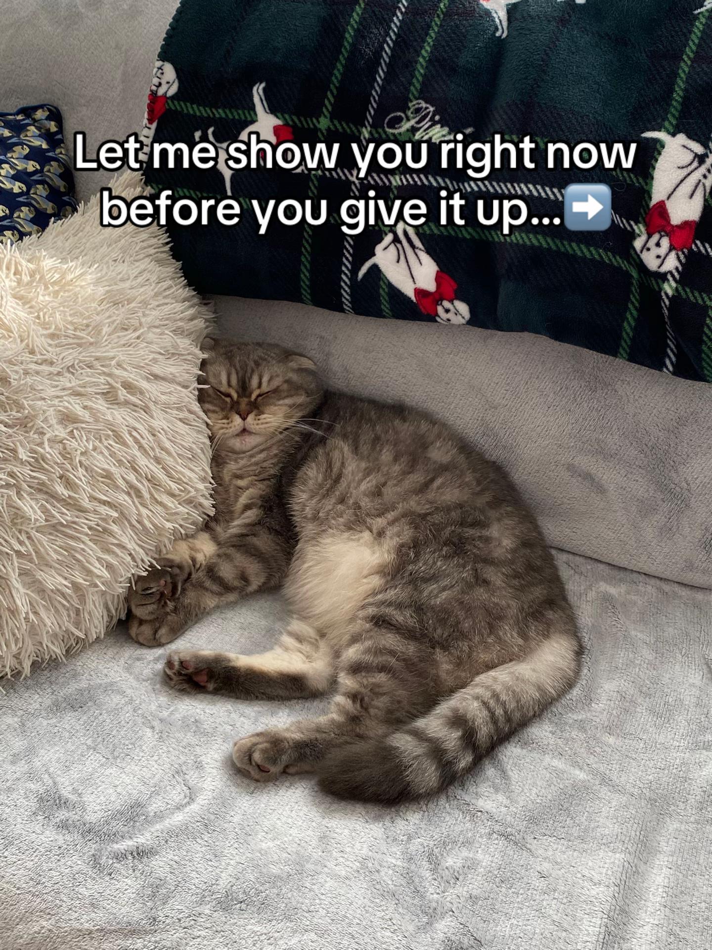 @F_u_r_e_t🐾✨🤍