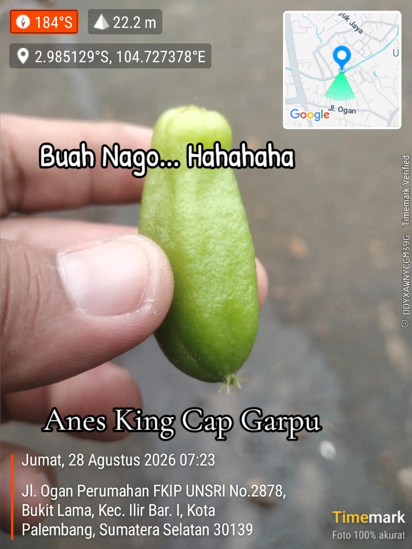 @Anes_King_cap_garpu