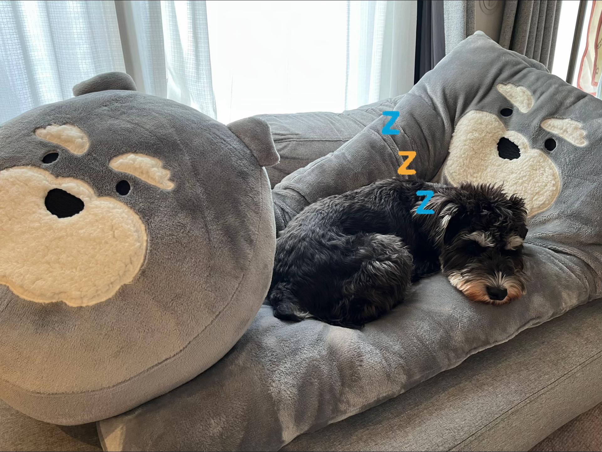 @ミニシュナらび