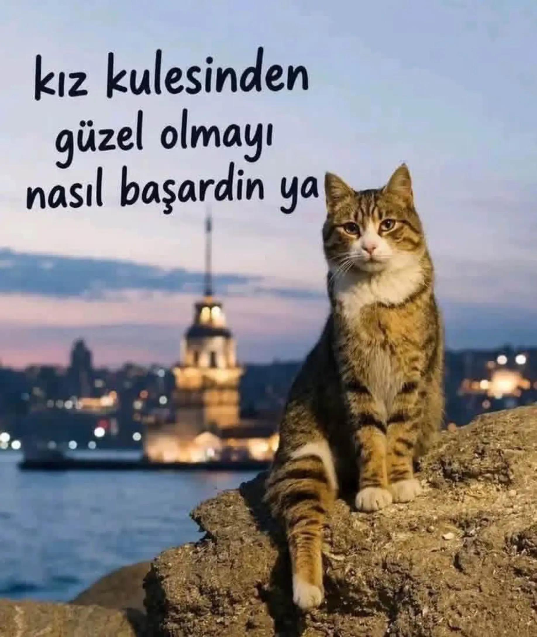@Ali gül