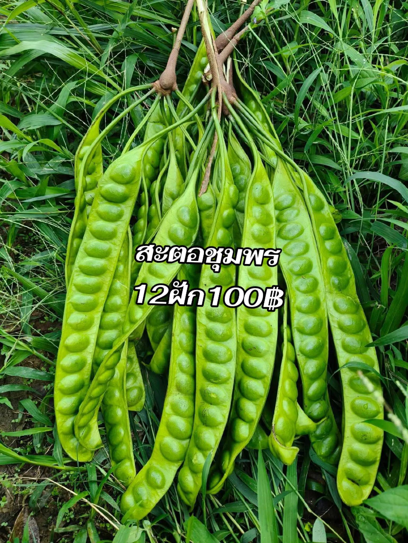 @สุจิตตรา ไชยสงค์