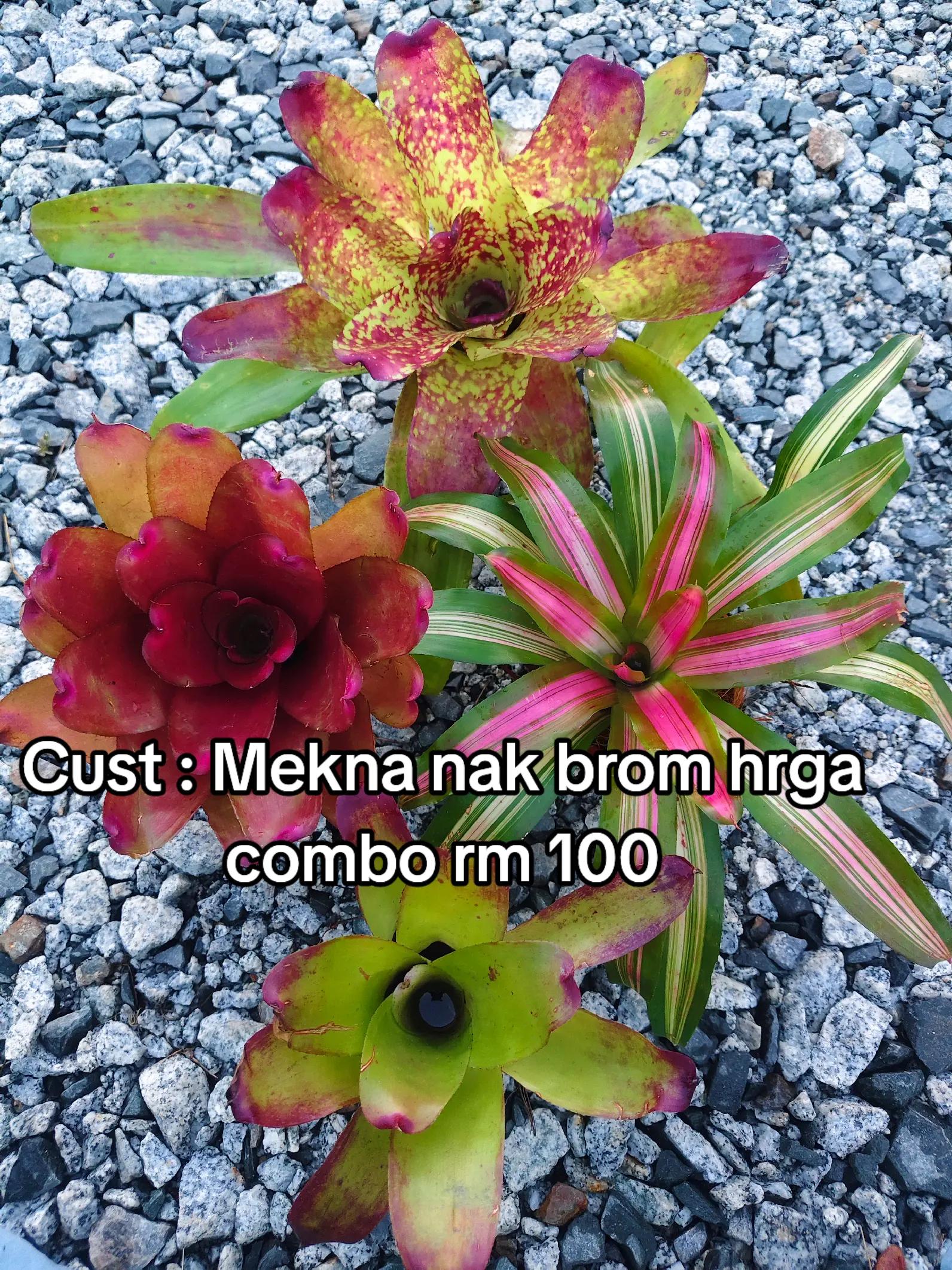 @MEKNA Garden
