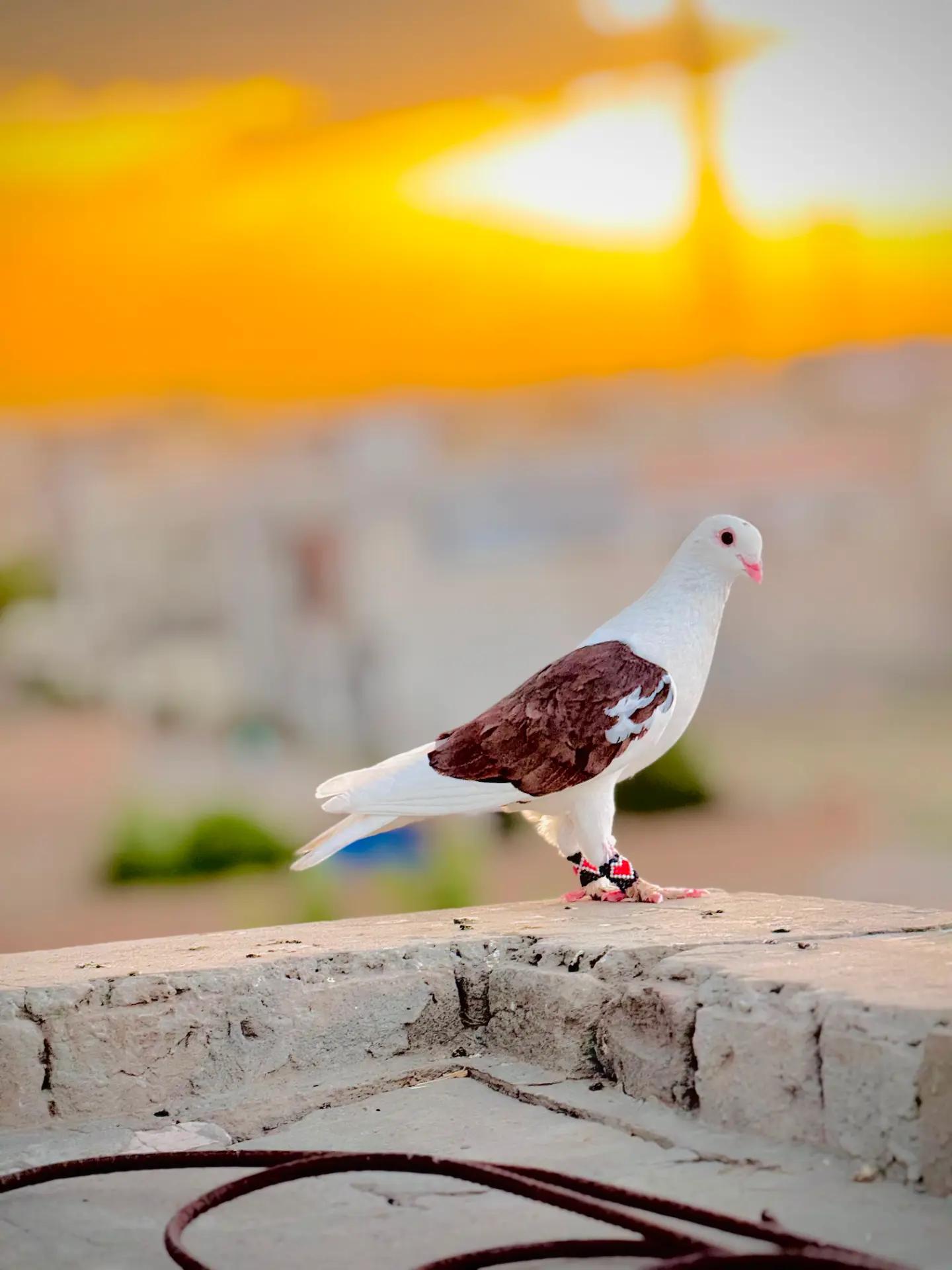 @عدیل رحمن لیہ وال کبوتر باز