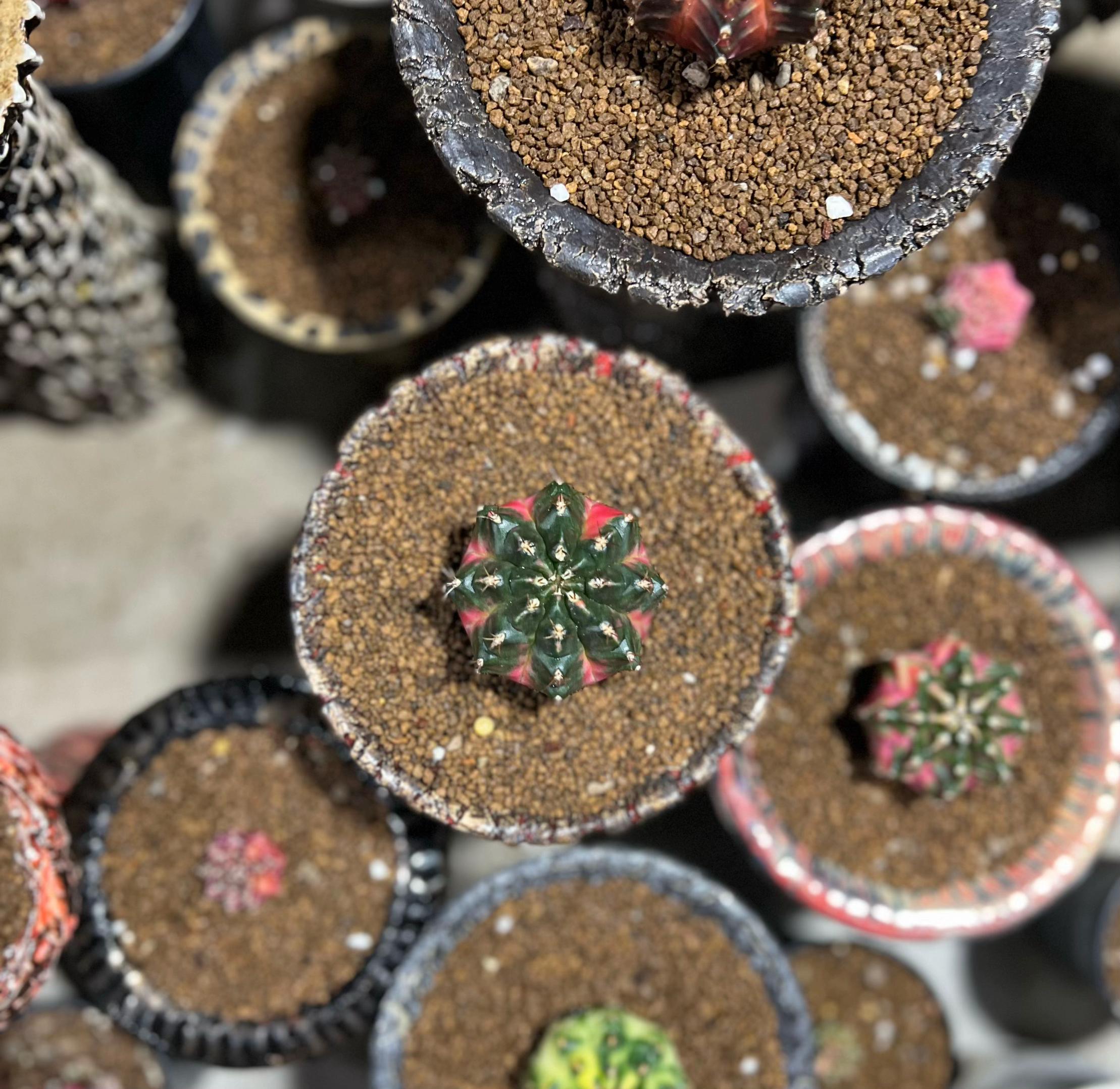 @Cactus  คนมันยอง🌵