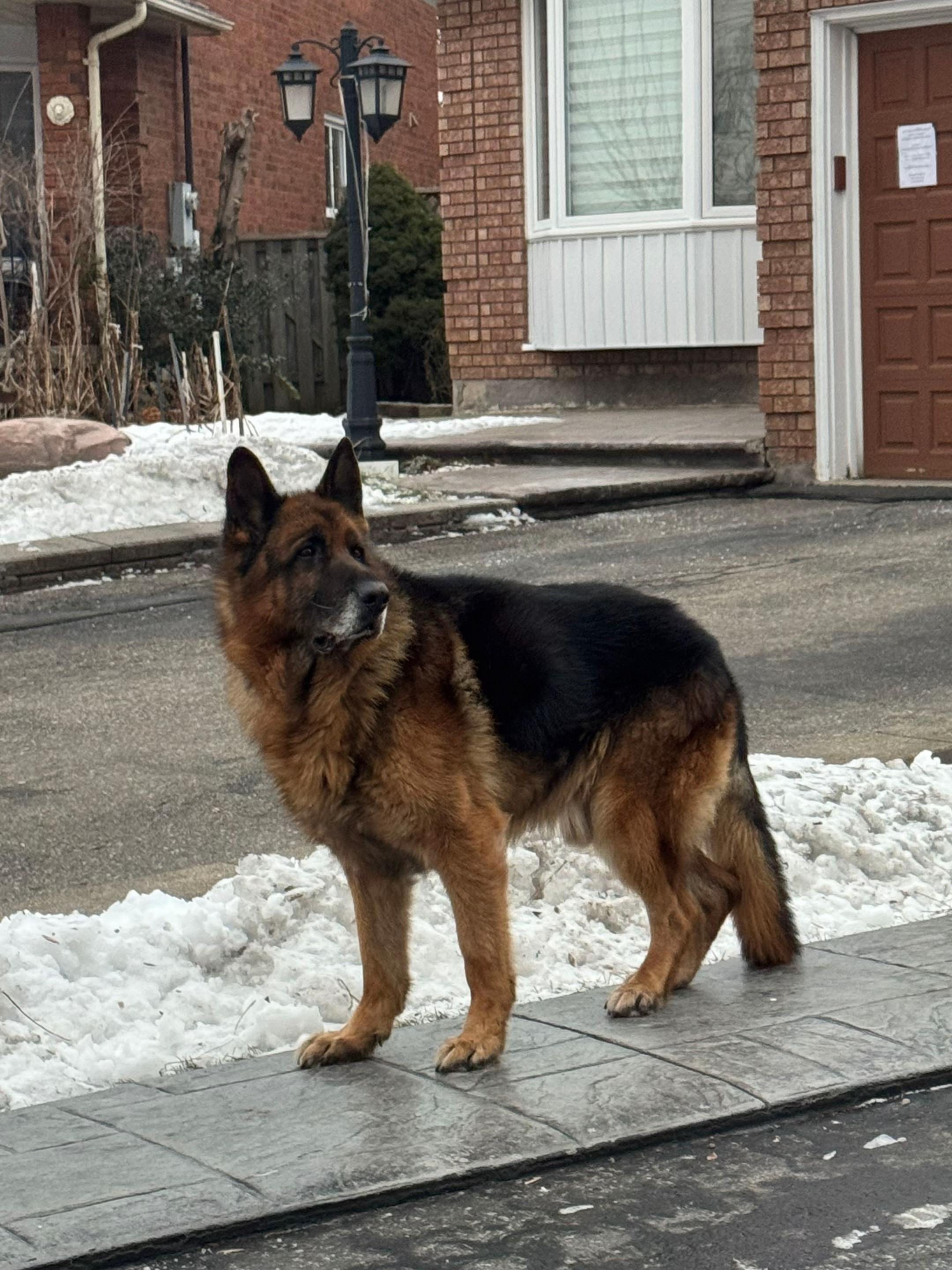 @kakashaunki CANADIAN 🇨🇦