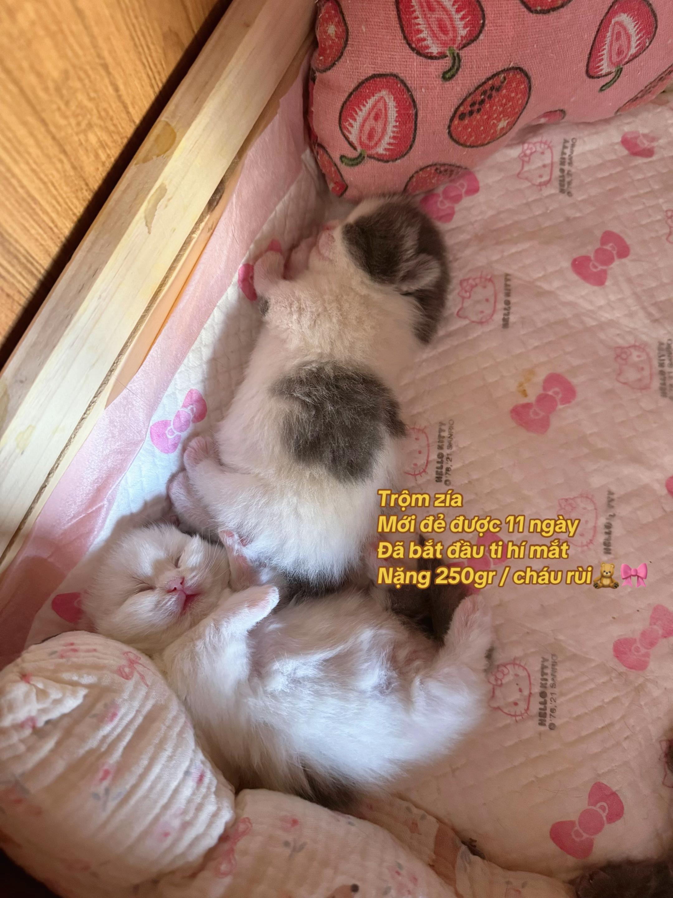 @1ch&oacute;6meow
