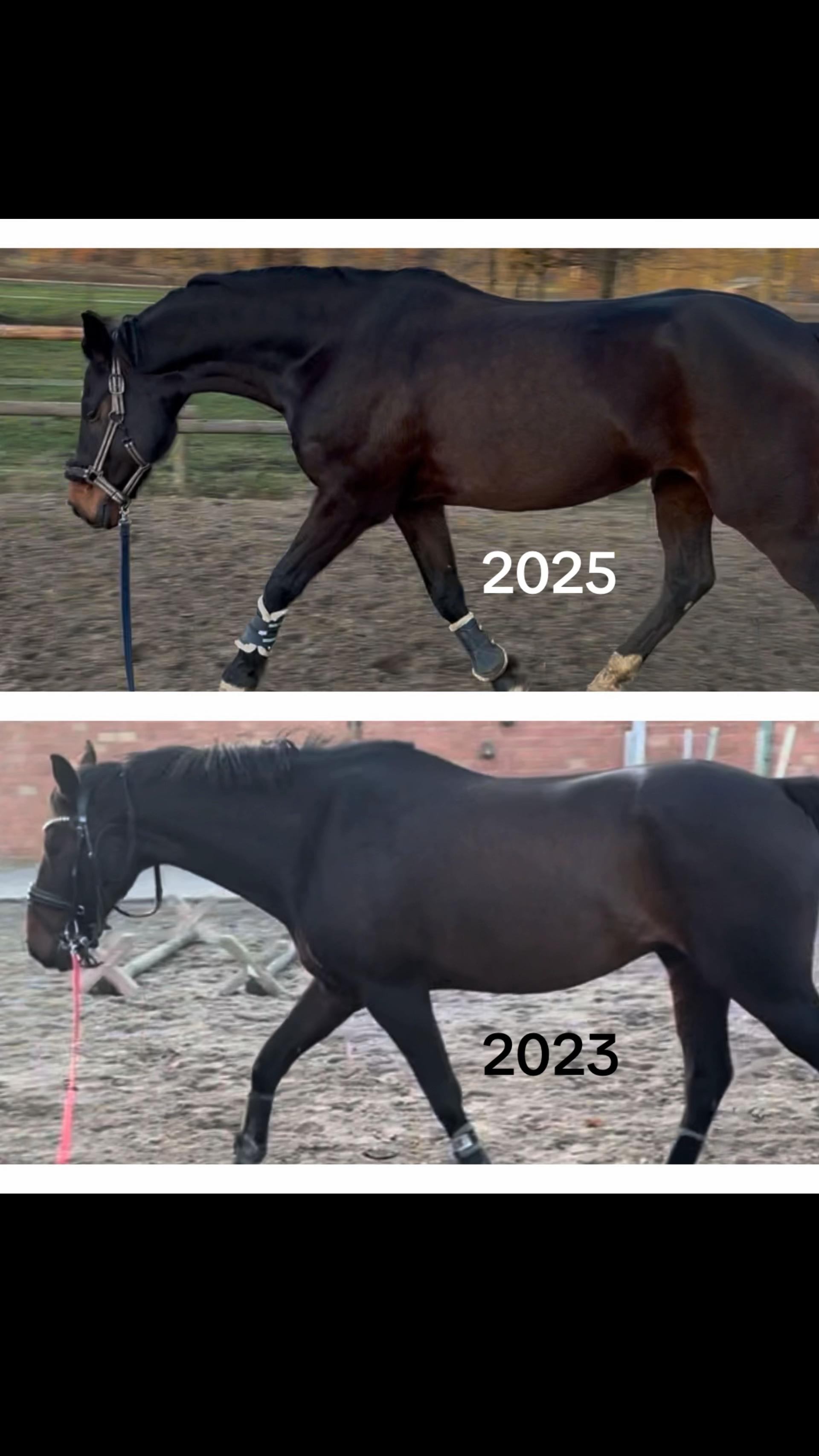 @Equestelli