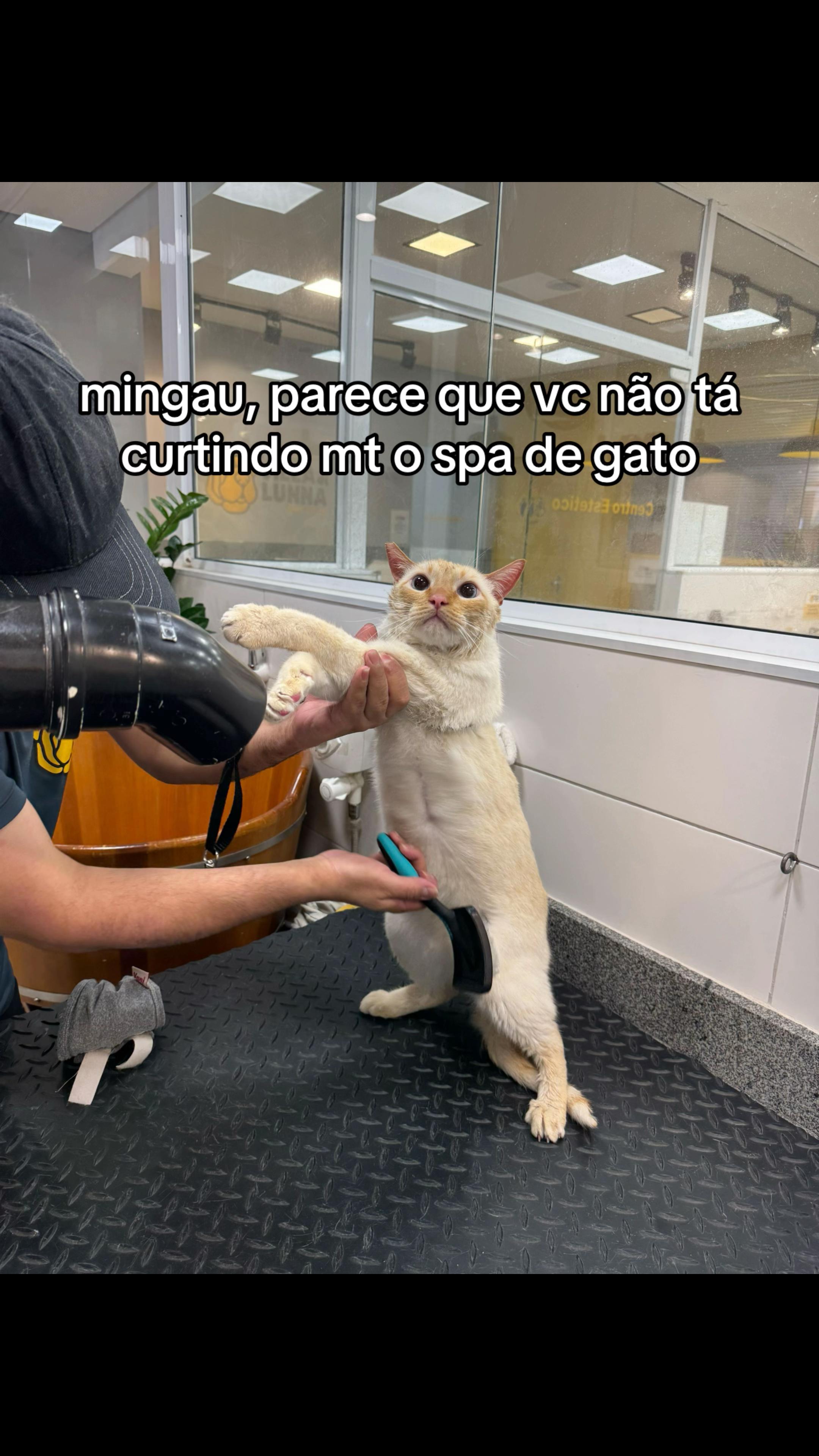 @ANNE BITTENCOURT | DIREITO