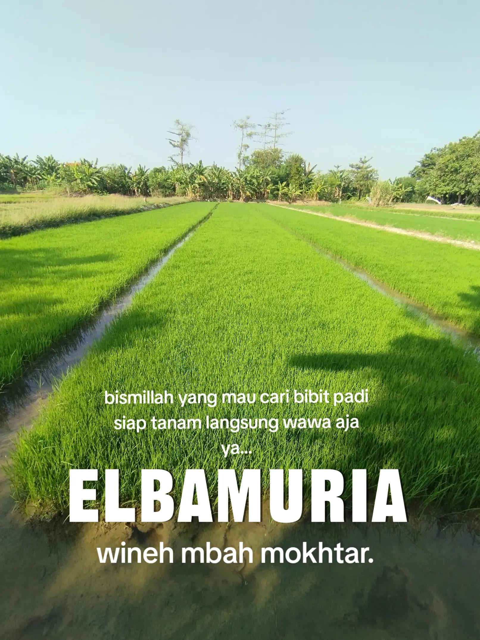 @elbamuria
