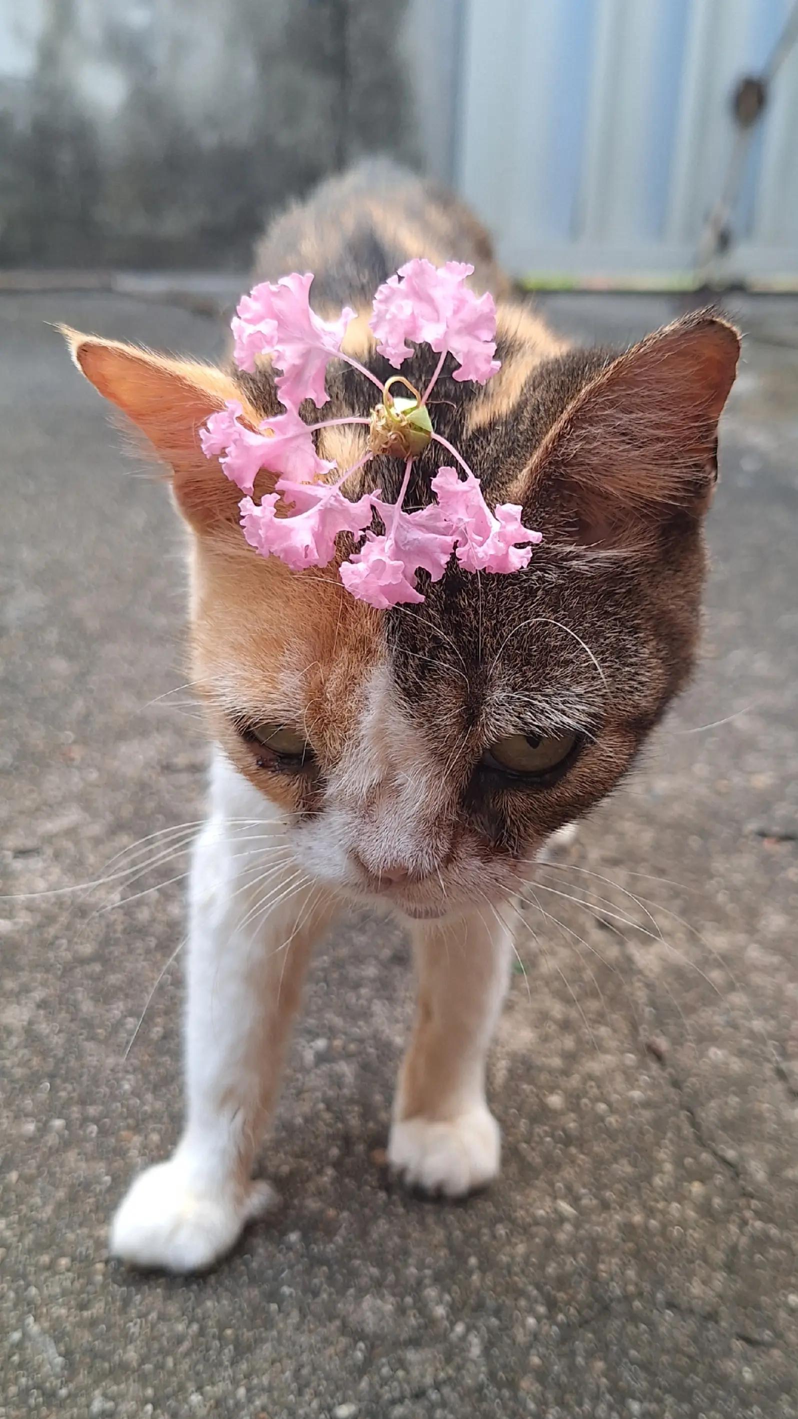 @casa dos gatos
