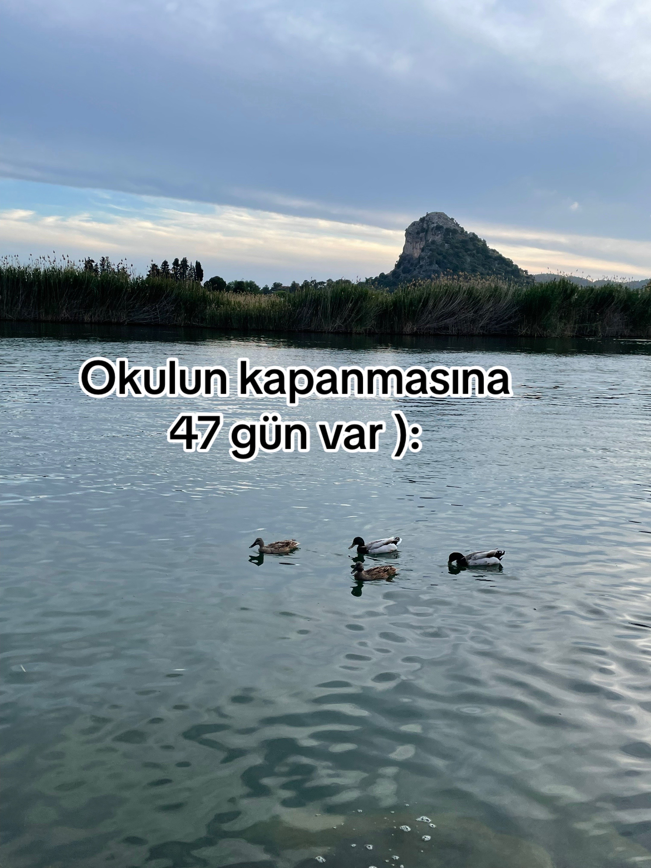 @yazilim_net
