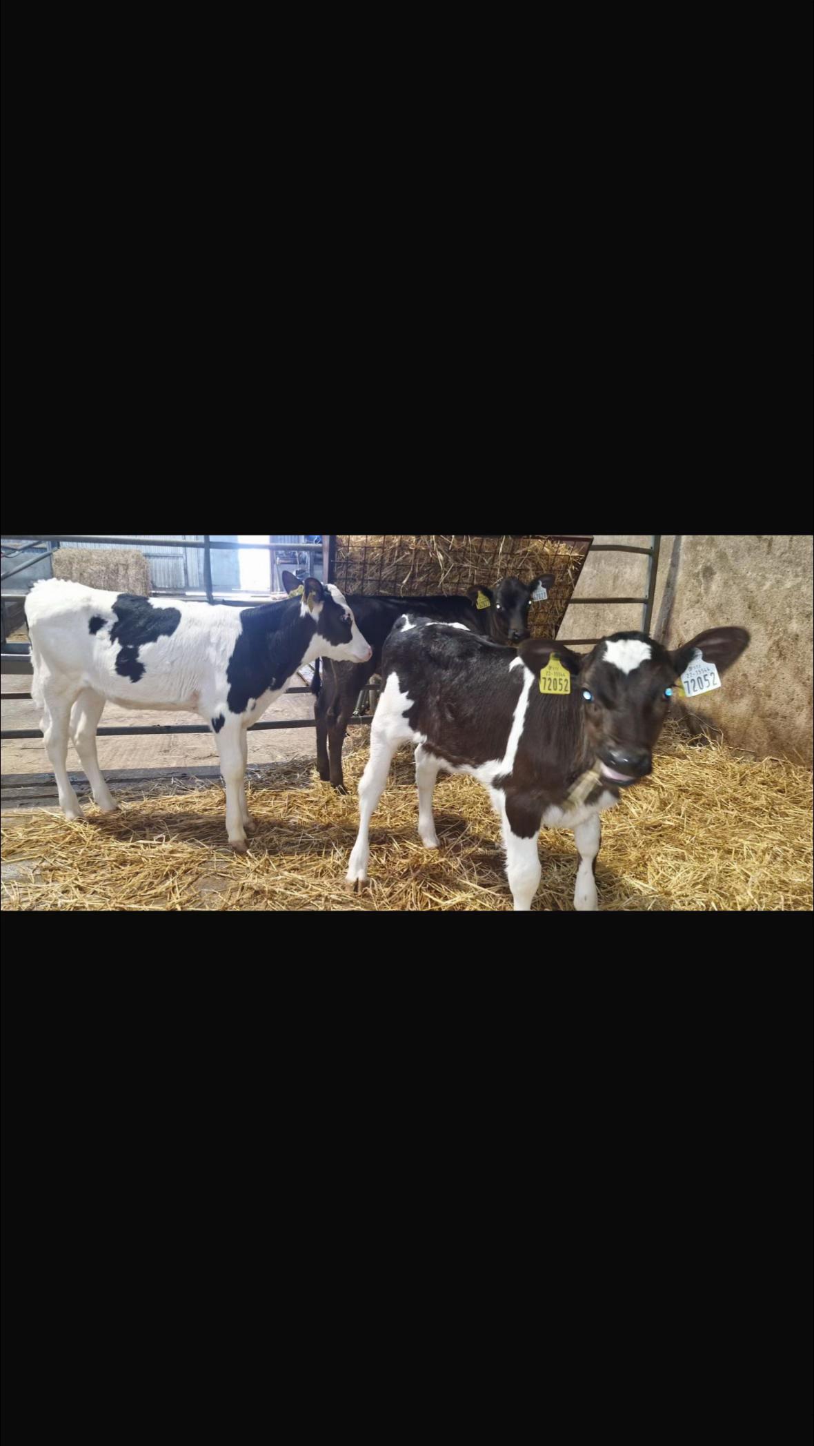 @Carrigallen_Mart