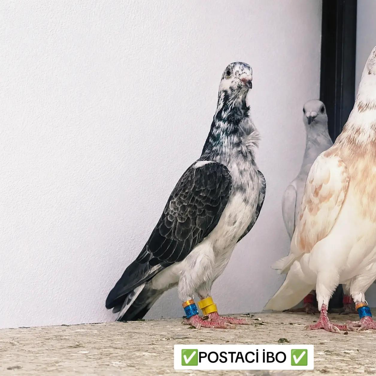 @🦜🦜POSTACI İBO TEKİN 🦜🦜