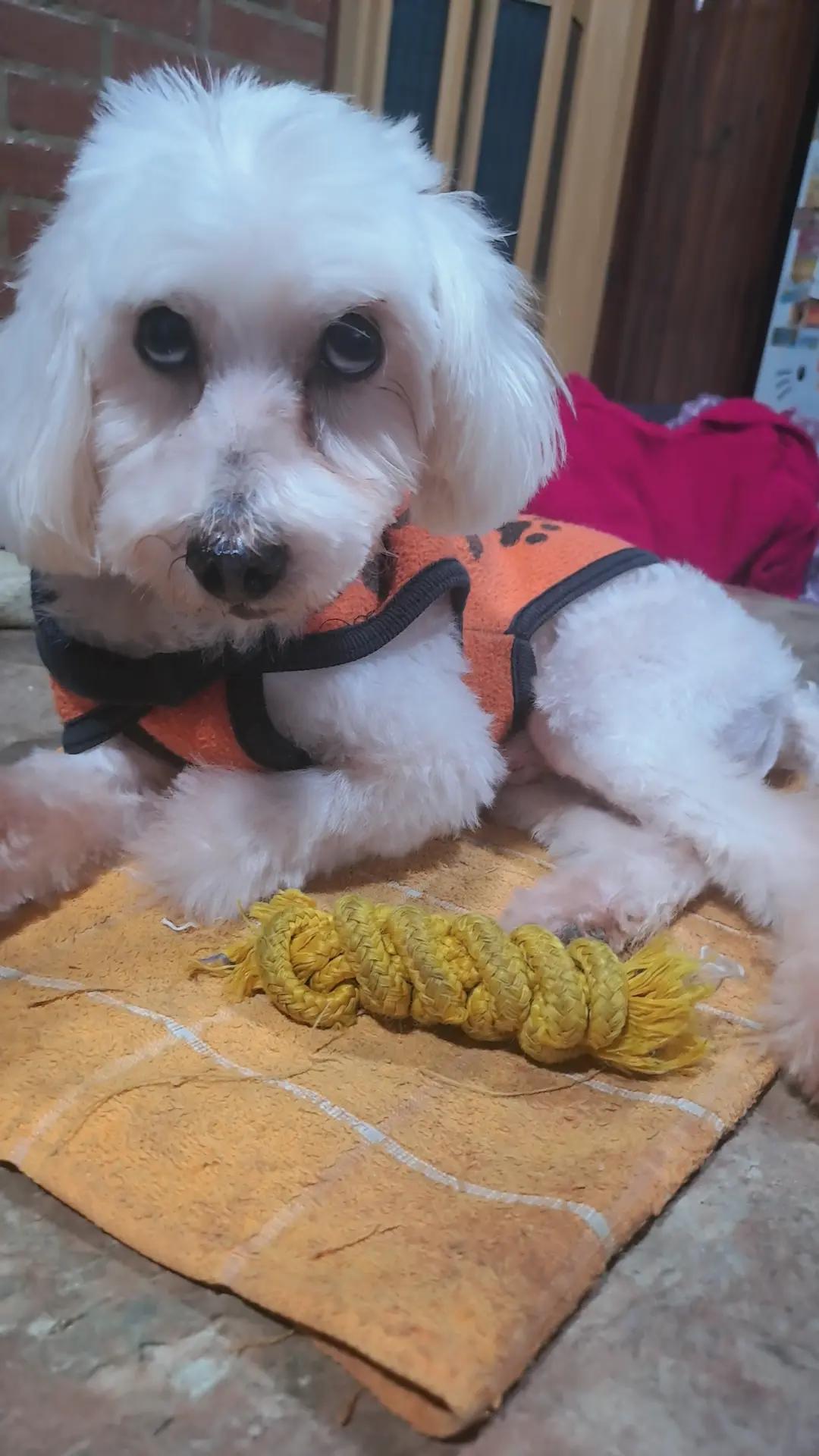 @LYLYANA🐶🐈&zwj;⬛💞