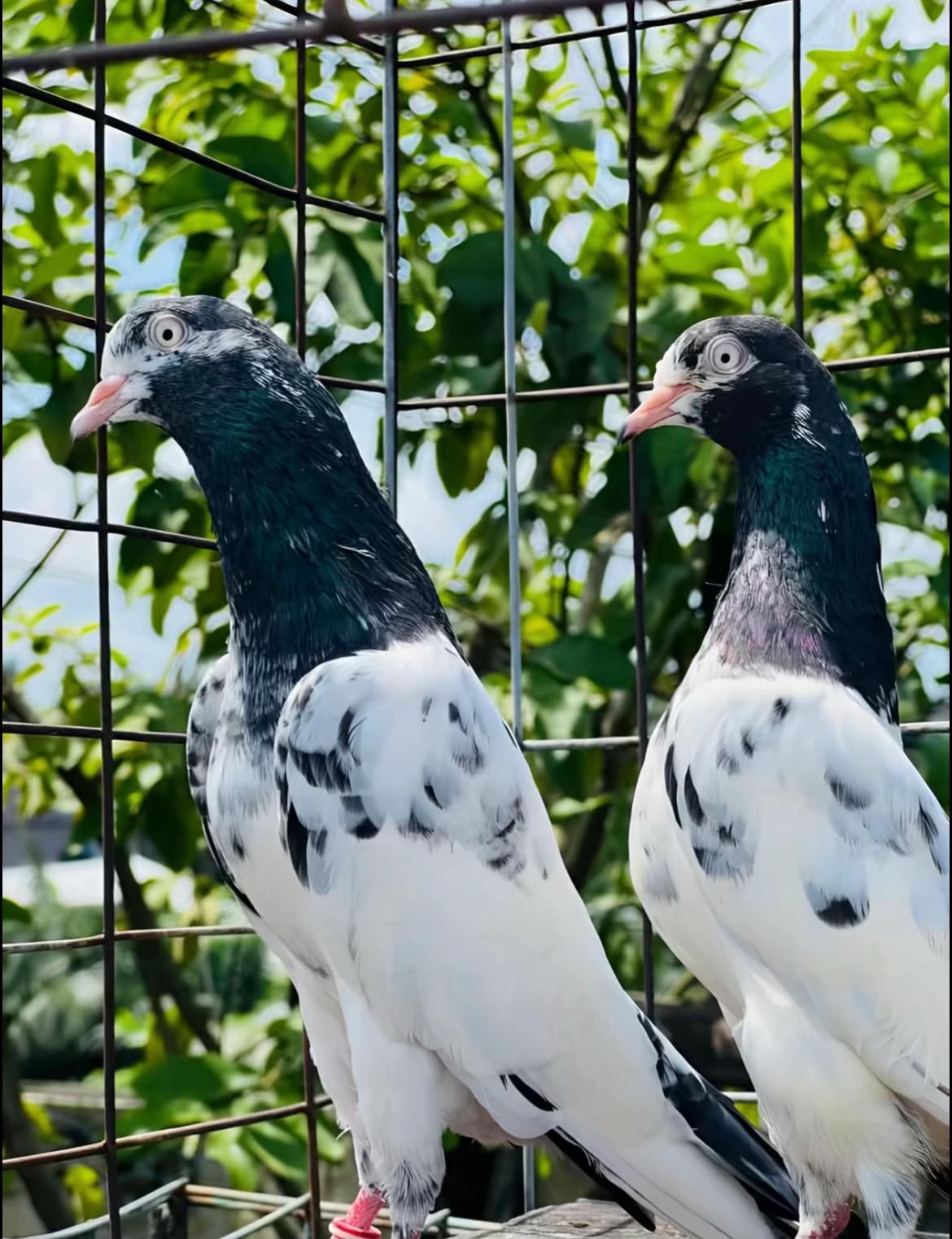 @Royal Birds 🕊️👑