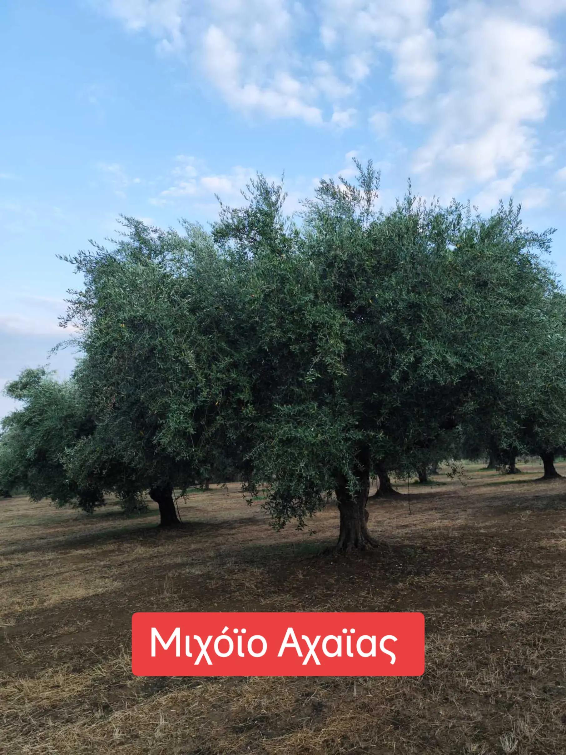 @&Alpha;&gamma;&alpha;&lambda;&iota;&alpha;&nu;ό&sigmaf; &Iota;&omega;ά&nu;&nu;&eta;&sigmaf; &Gamma;&epsilon;&omega;&pi;ό&nu;&omicron;&sigmaf;