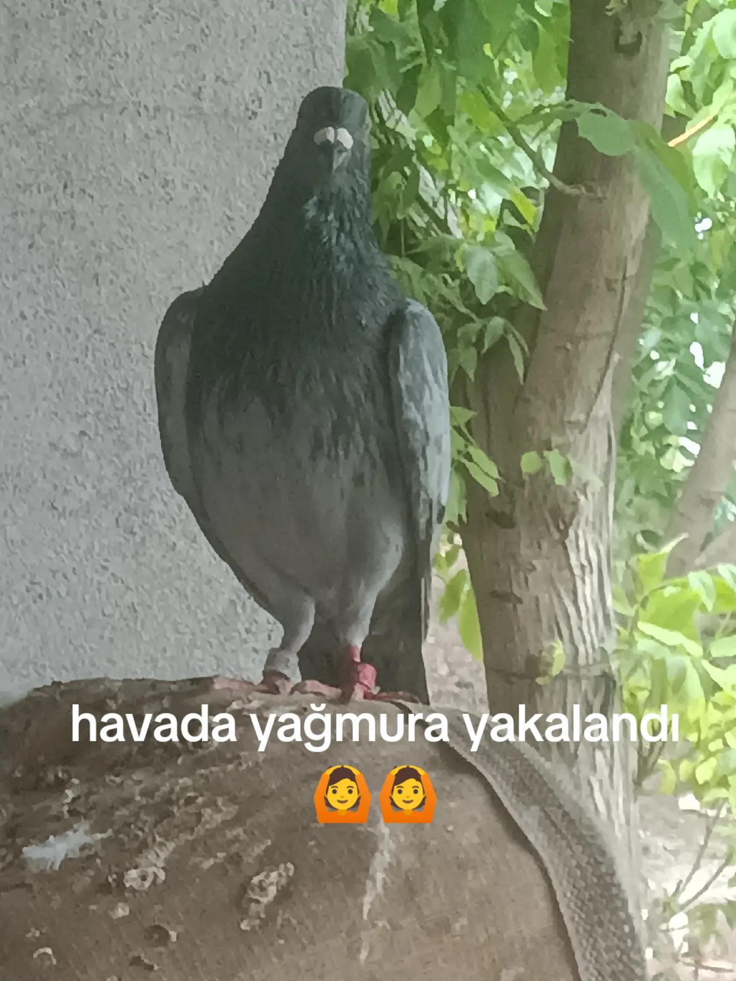 @YARIŞ POSTASI