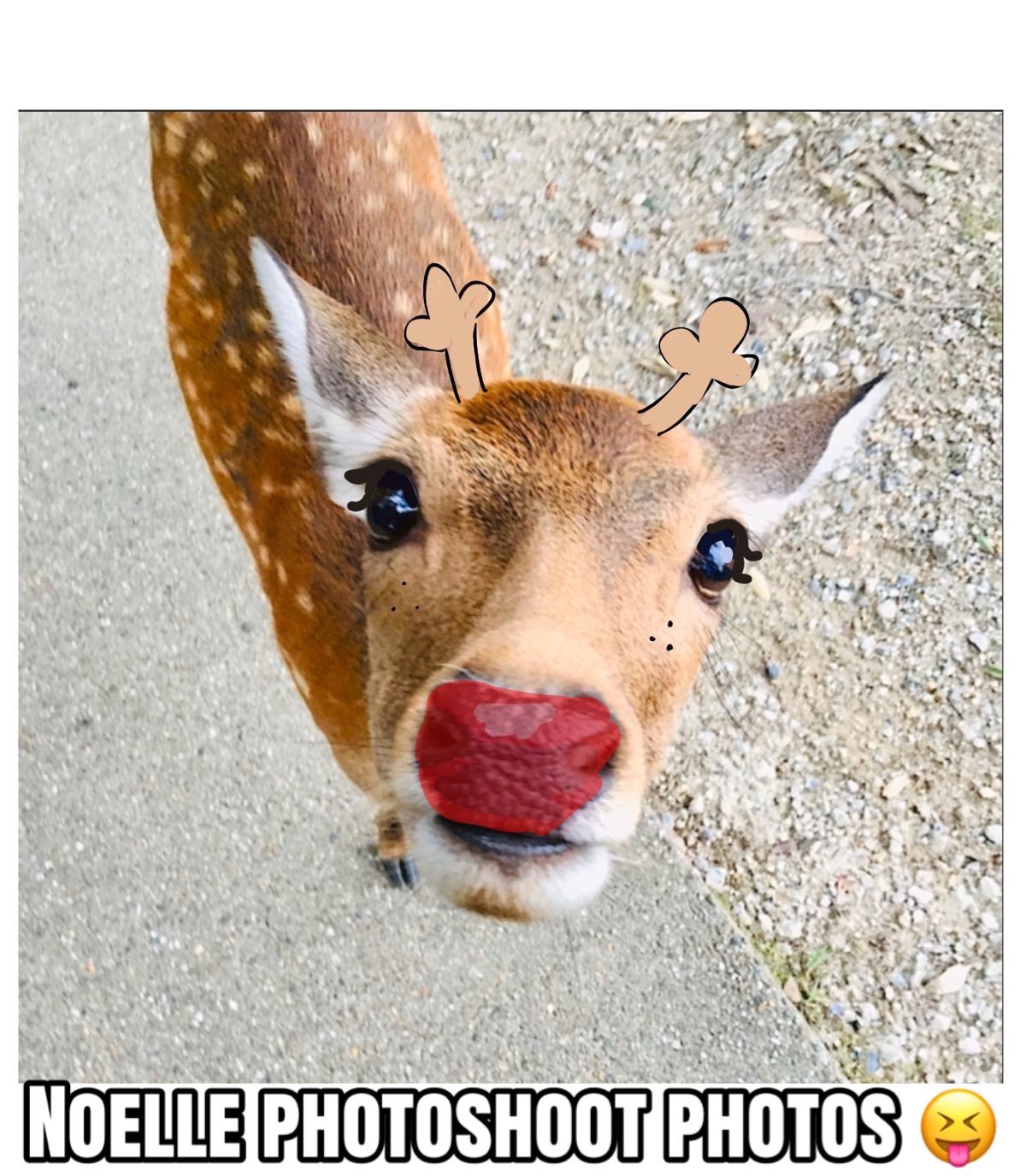 @hollipop