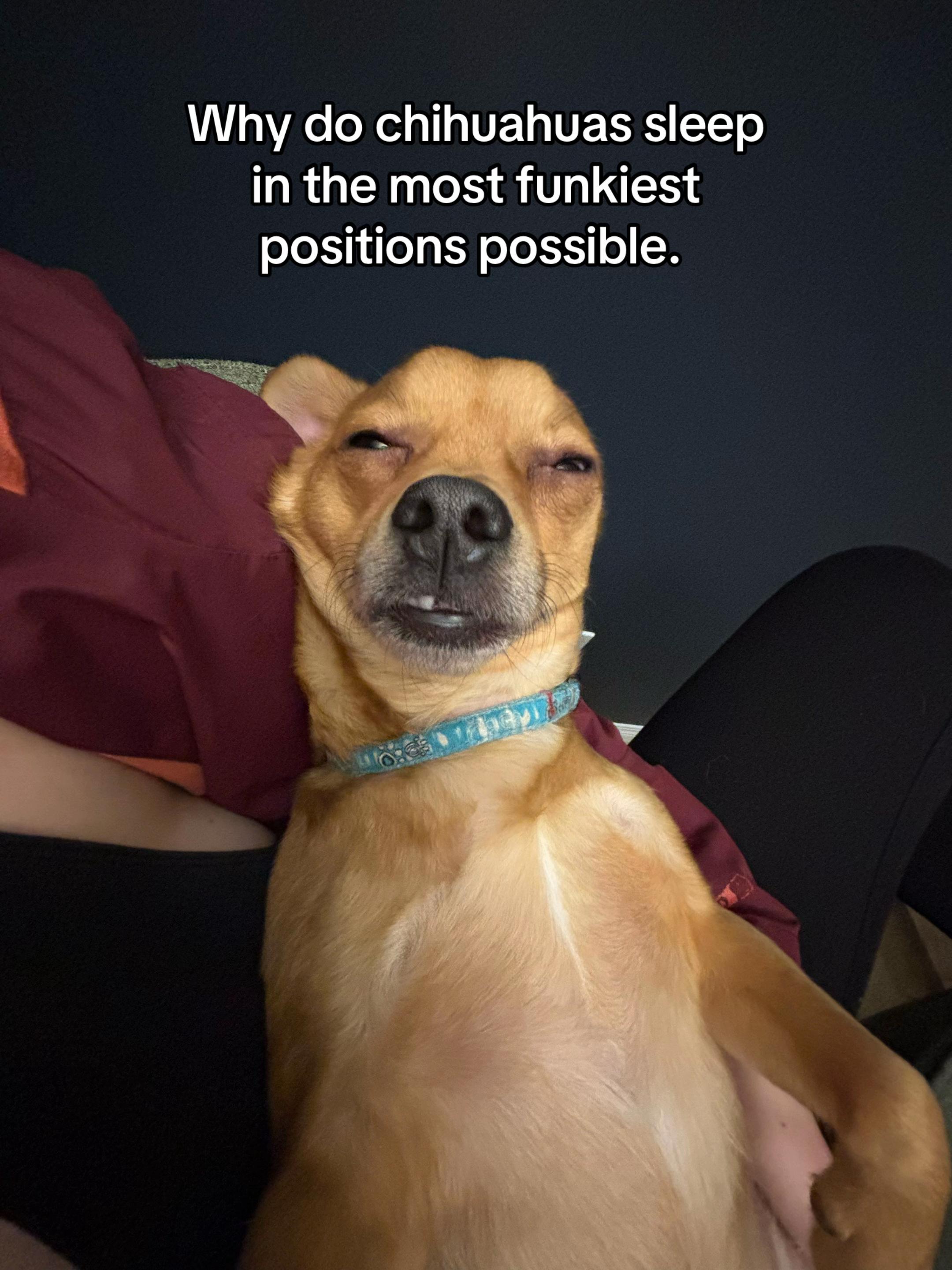 @🪿💨