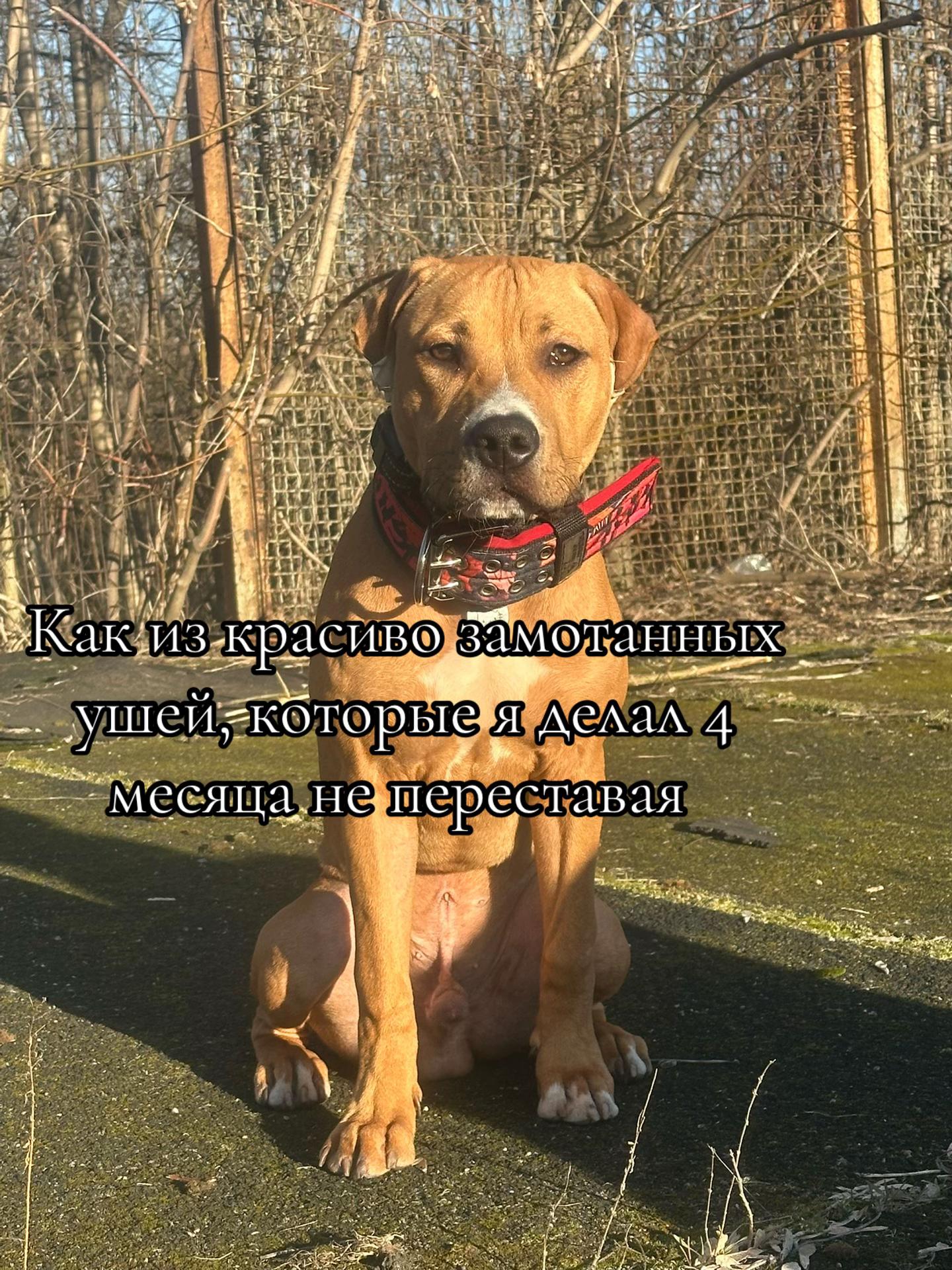 @Fake pit bull