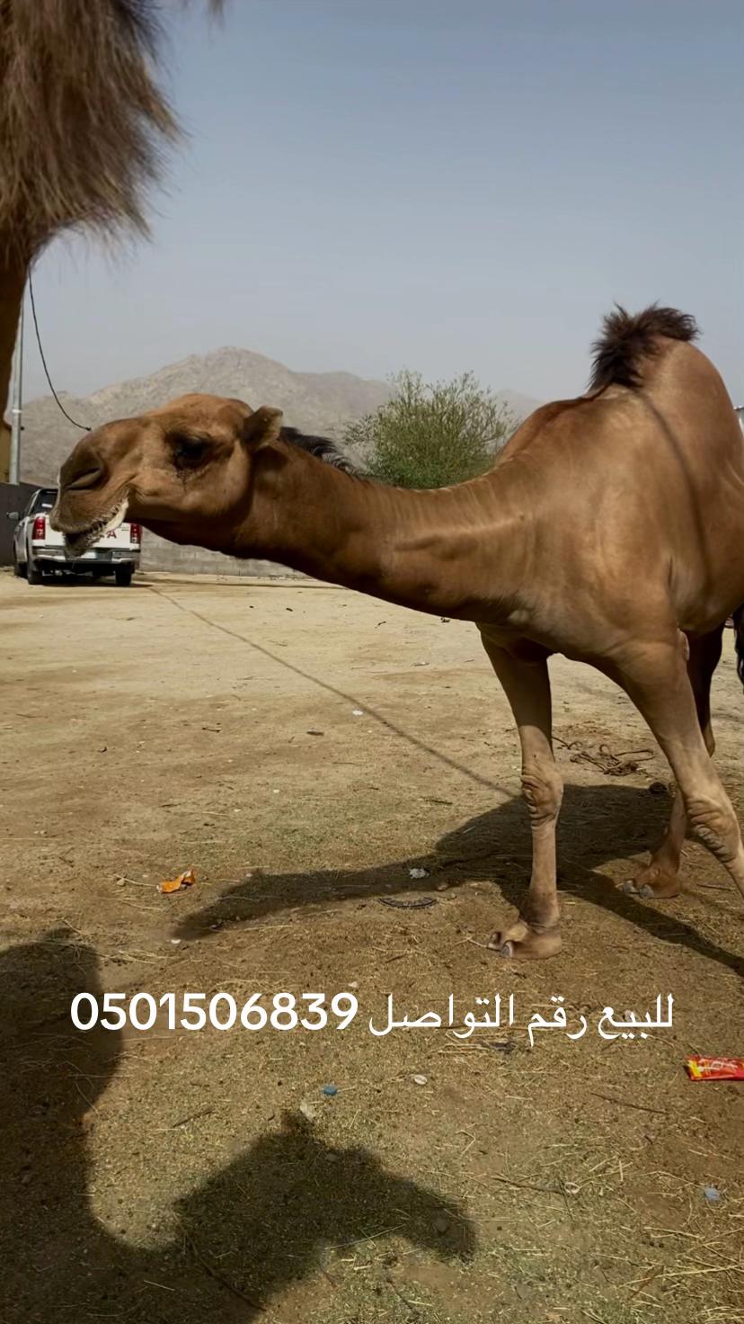 @سلطان الزهراني 702