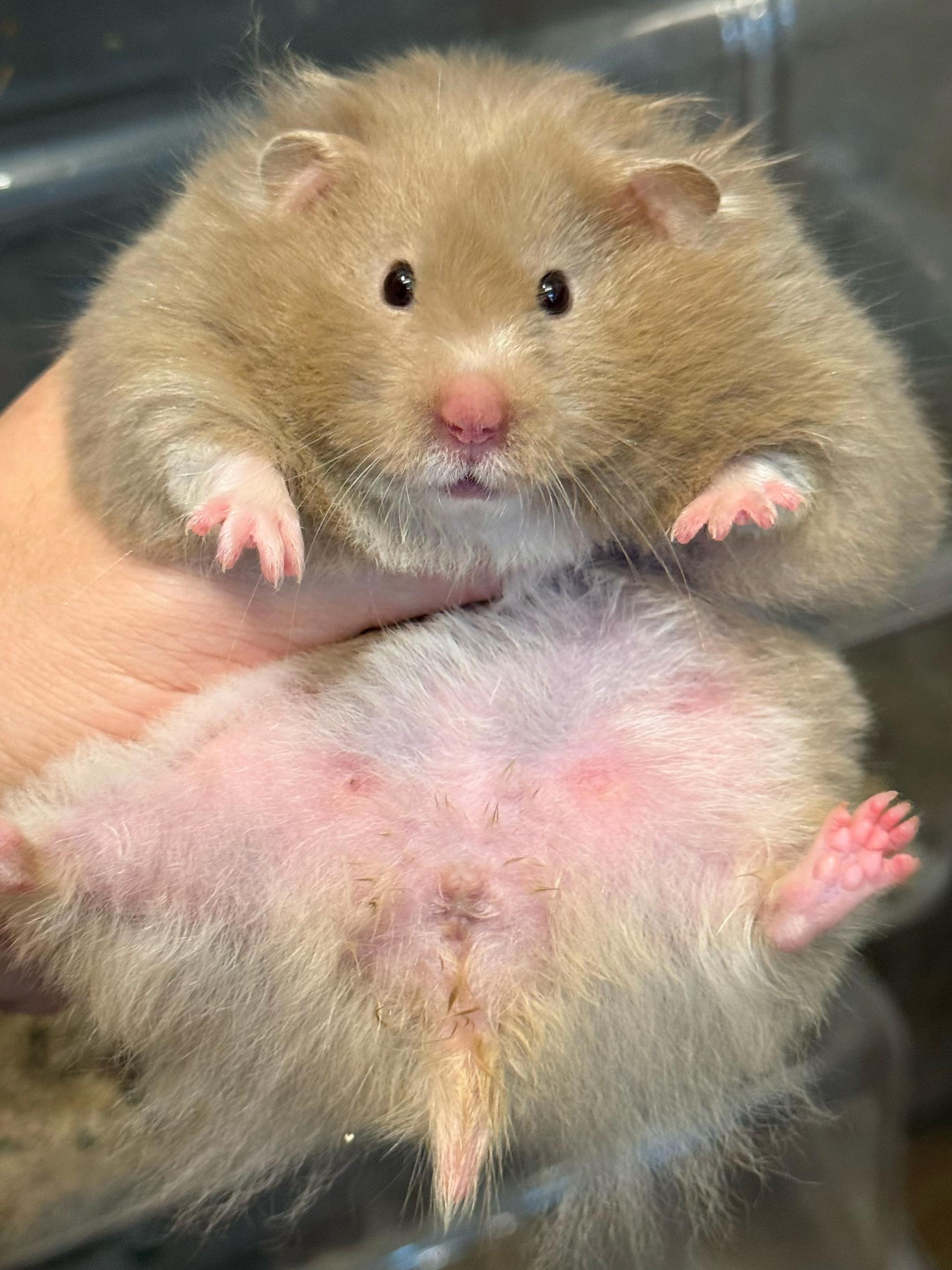 @Itsara Hamster