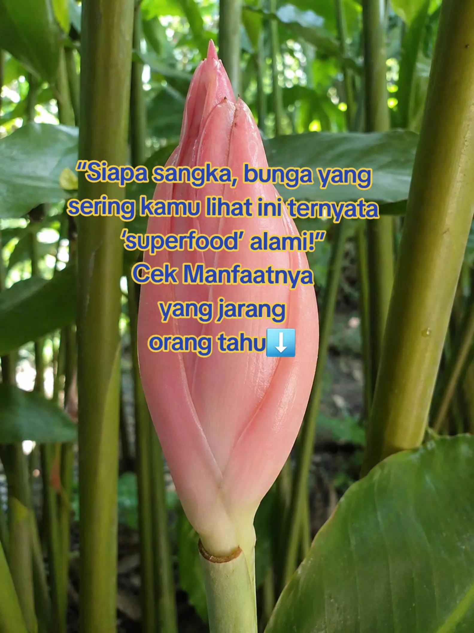 @alfamira