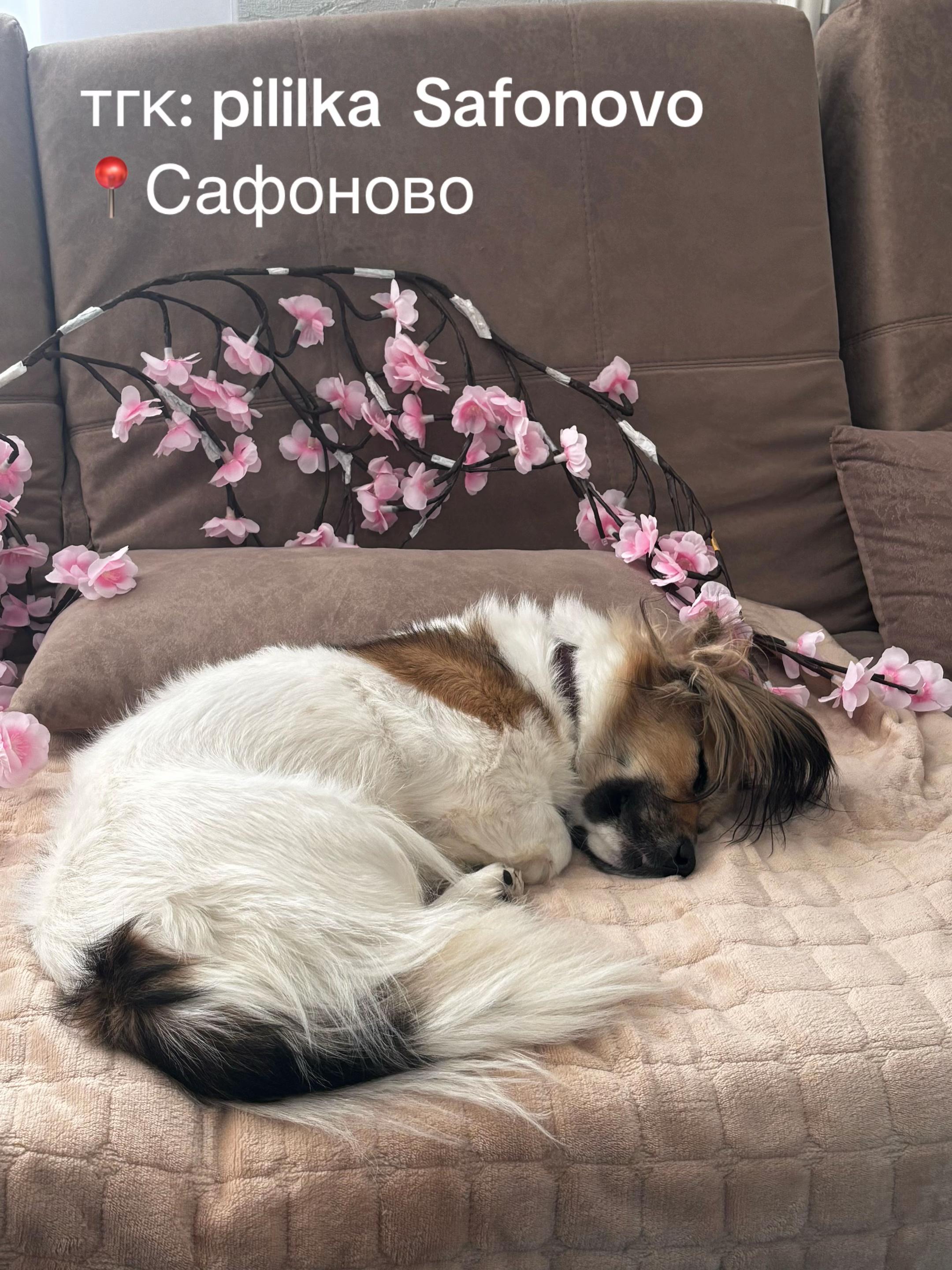 @adasakuuuu