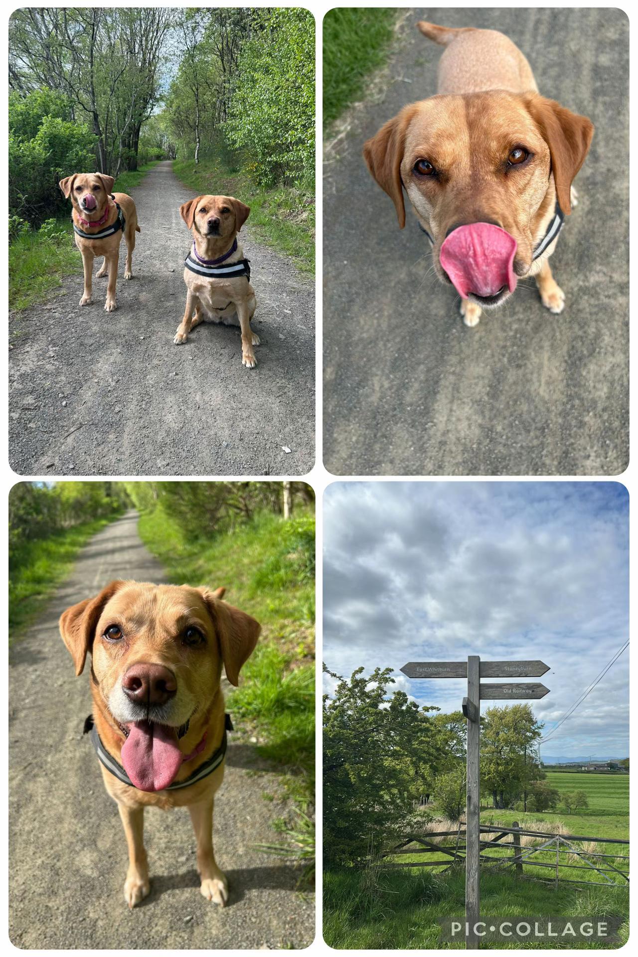 @Goldenwaggytales