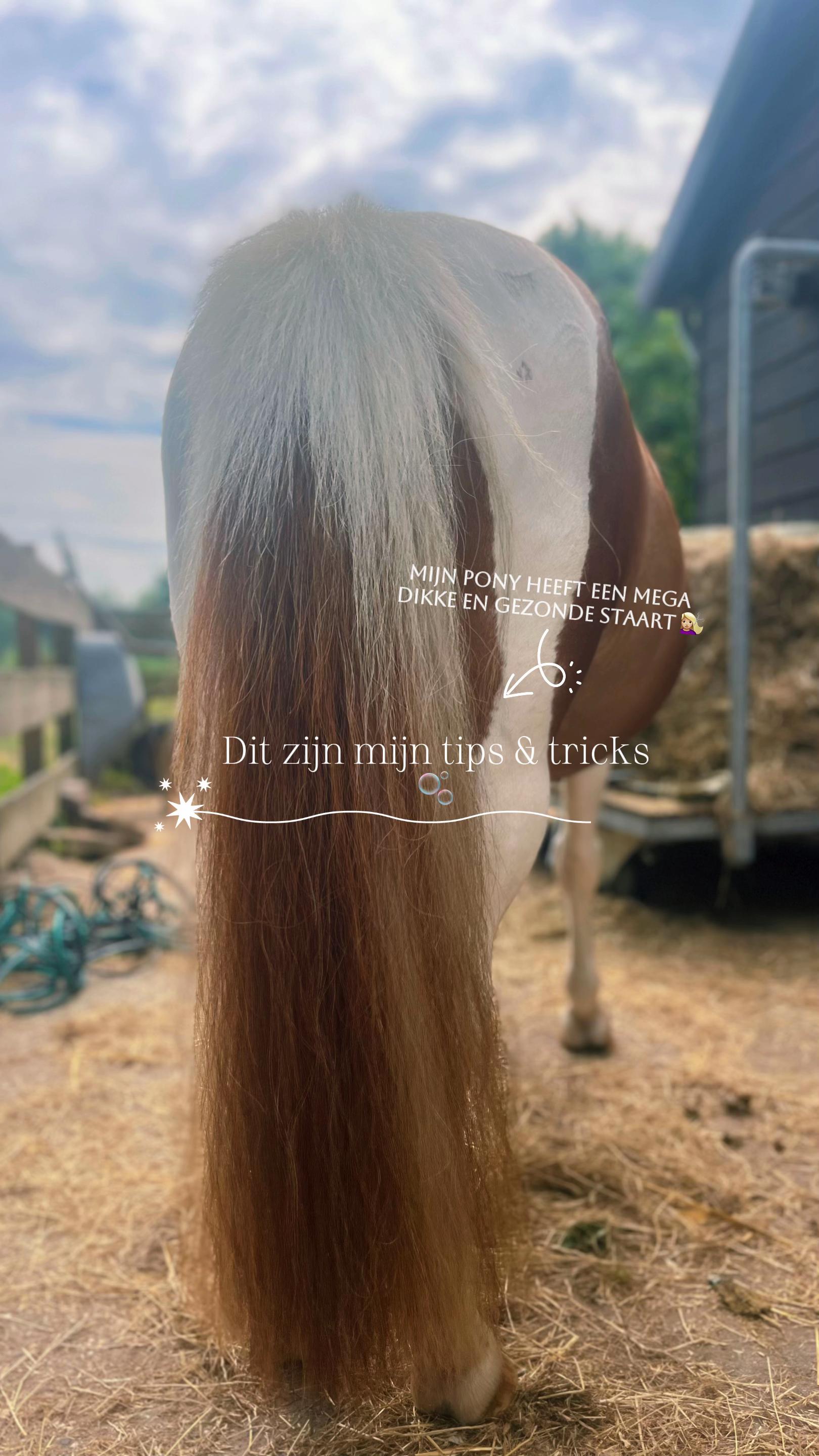 @idh_horses