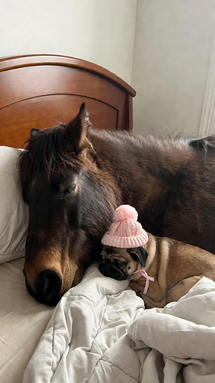 @FOLLOW MY HORSE🐴🦄❤️